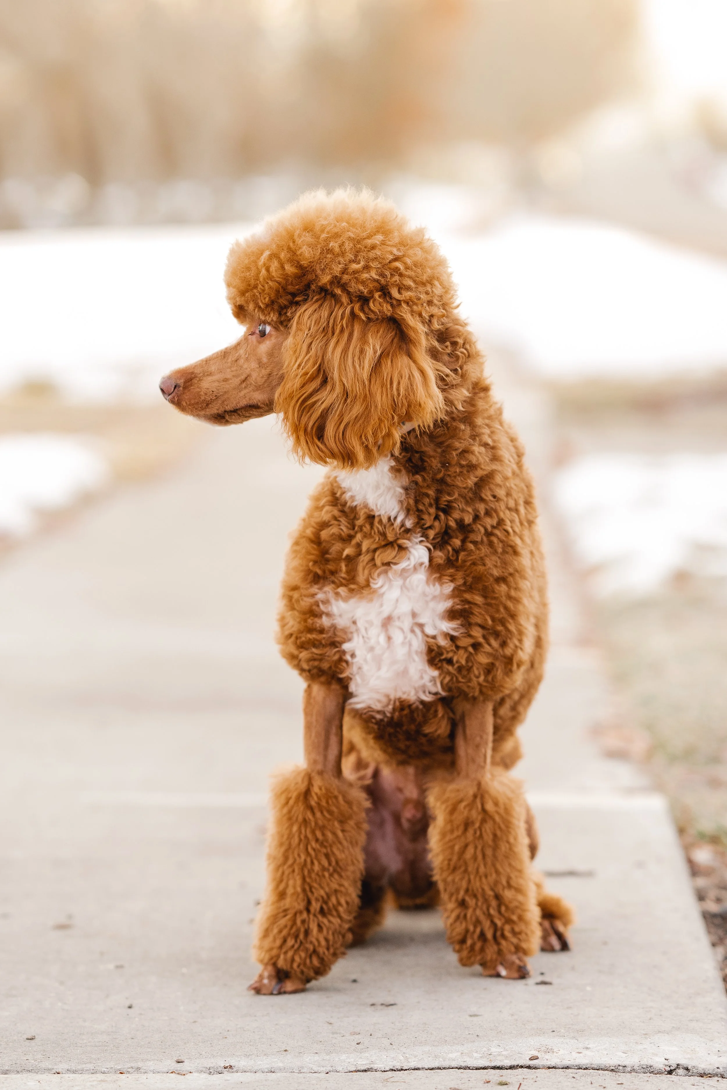 UtahGoldendoodles_Linkin-9.jpg