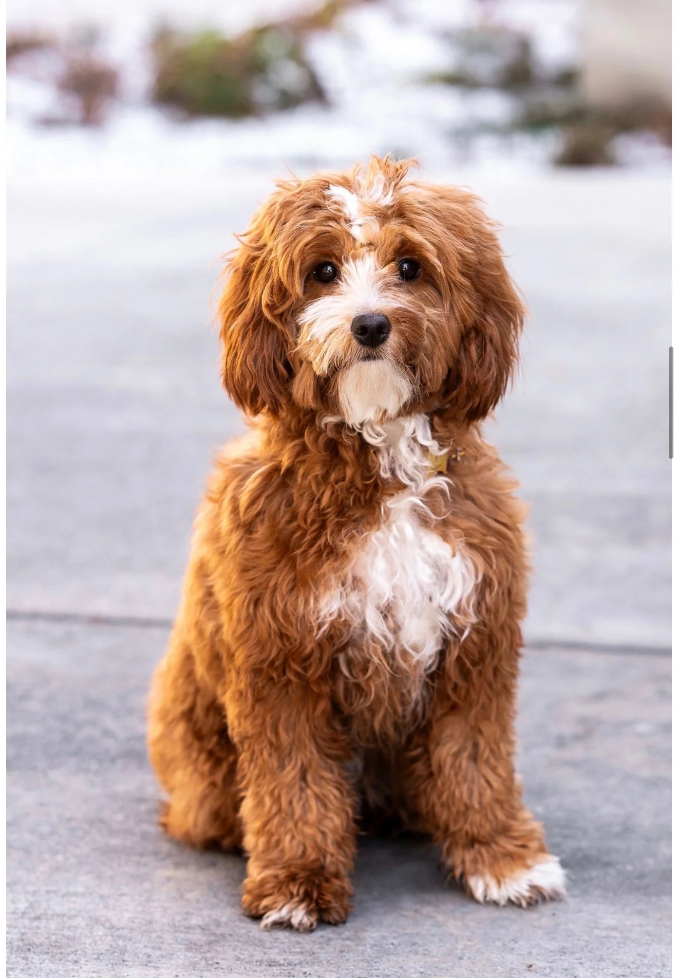 Scottie (Mama/Not For Sale)