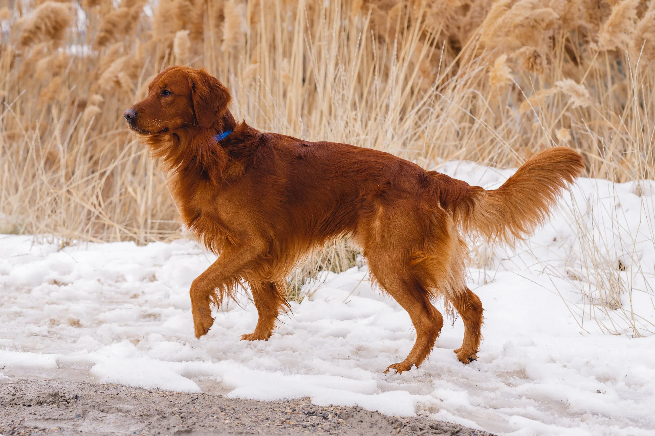 UtahGoldendoodles_Cedar_FGP-6.jpg