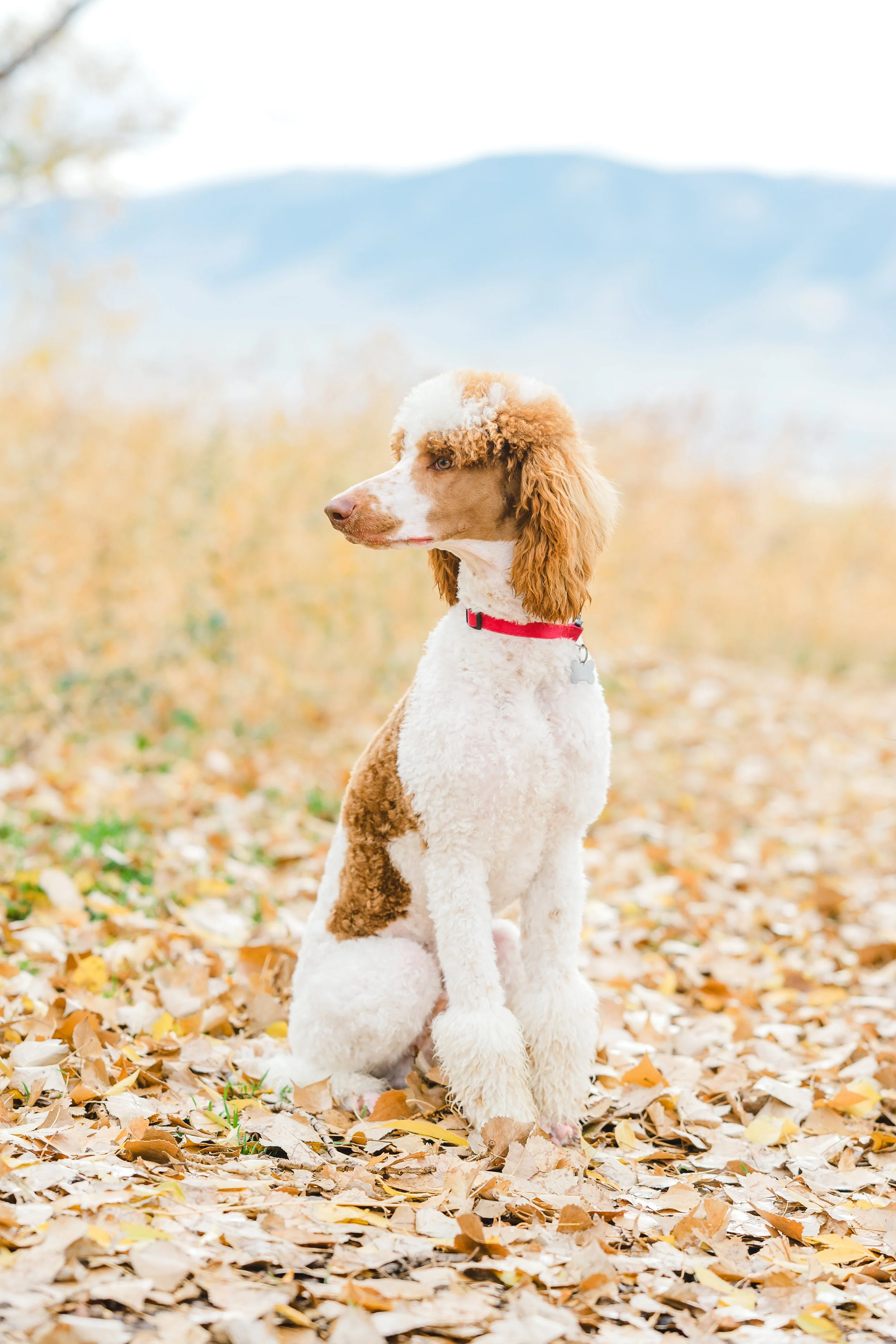 Kingston, 39lb Moyen Poodle stud with rich brown and white parti coat and adorable head tilt. Excellent curl and furnishings. Stud services available at Utah Doodles, Provo, Utah.