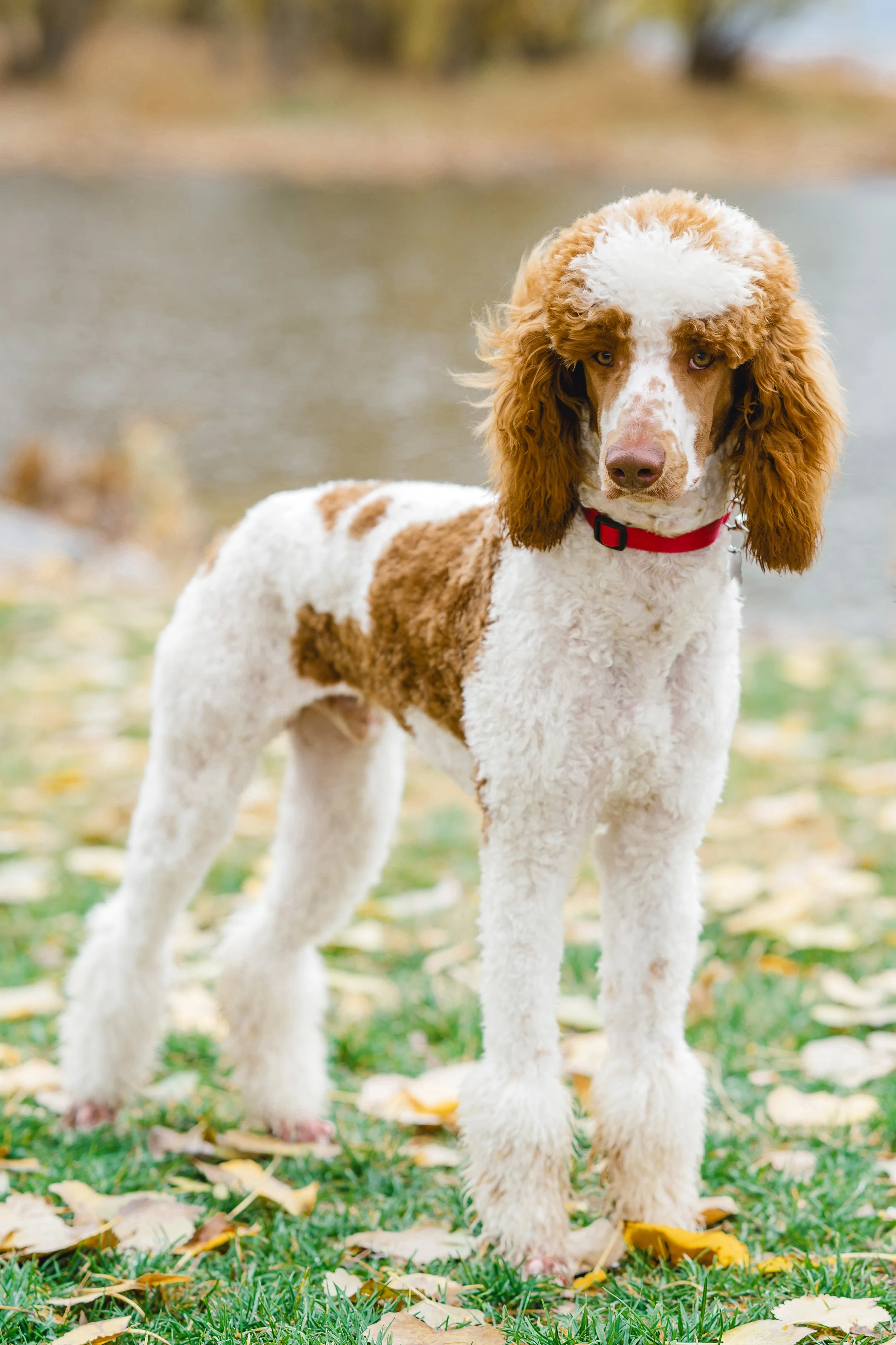 Kingston, premium 39lb Moyen Poodle stud standing outdoors by the water with rich brown and white parti curly coat at Utah Doodles. Excellent furnishings, tight curl, friendly expression, and health-tested genetics. Available for stud services in Pro