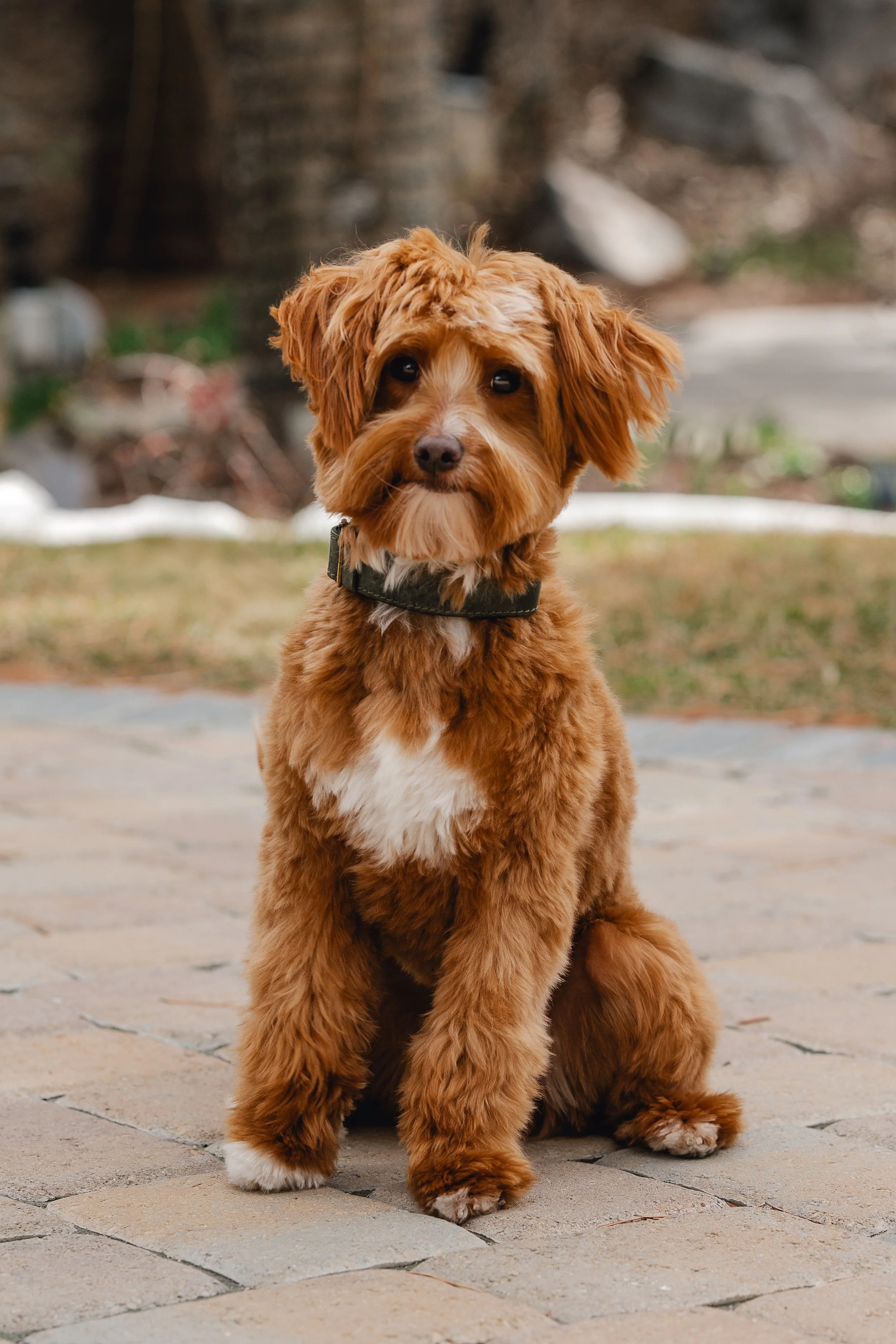 Bram_UtahGoldendoodles-4.jpg