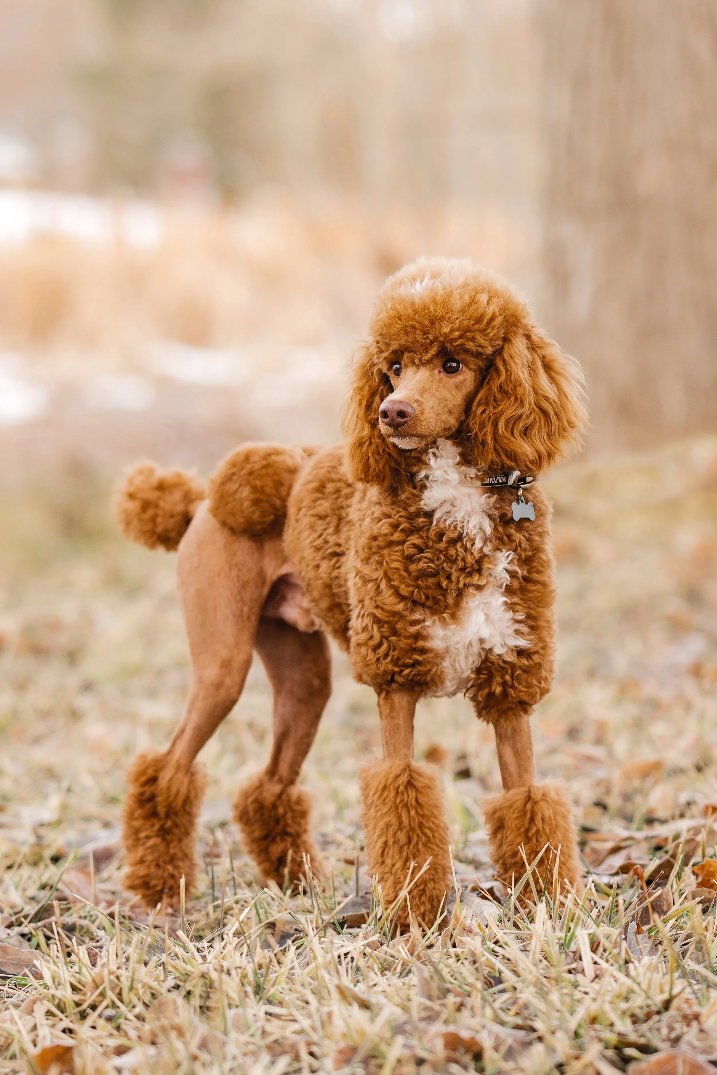 Nashville Tri Color Toy Poodle Stud Utah Doodles