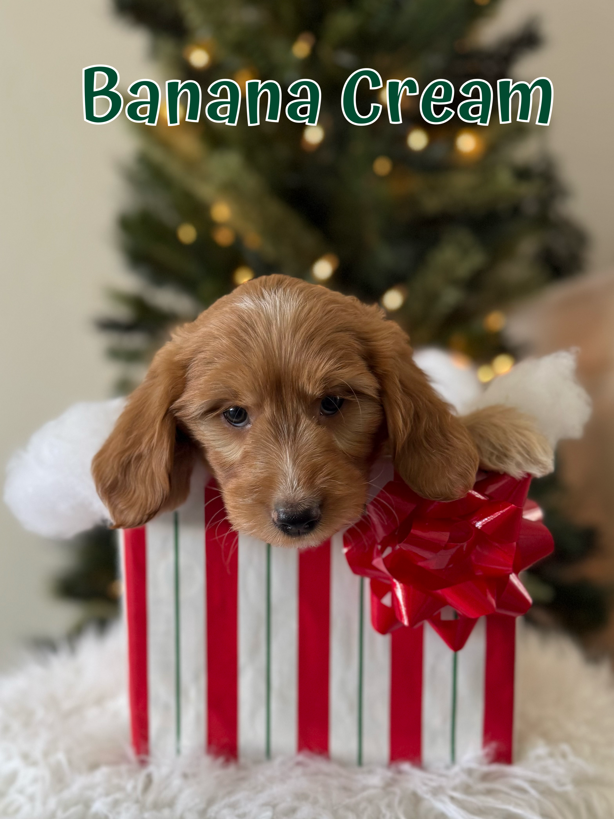 $2500 - Male - Ready for Christmas