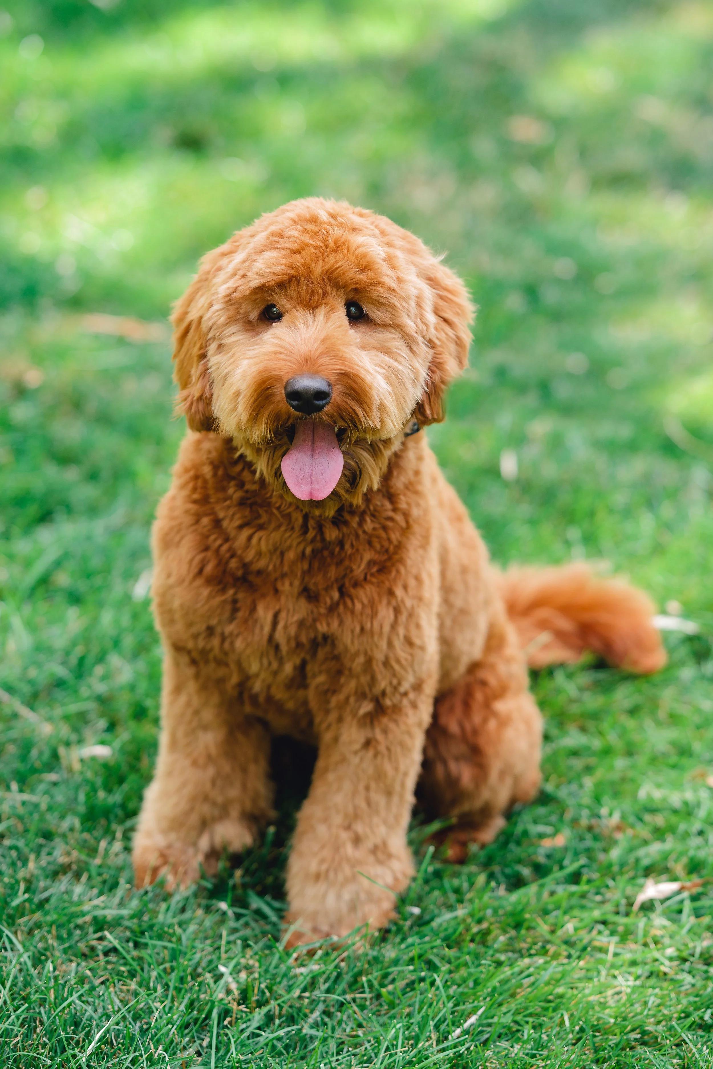 Sunny&Copper-42.jpg