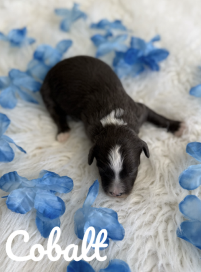 Screen Shot 2026-01-29 at 10.54.32 AM.png