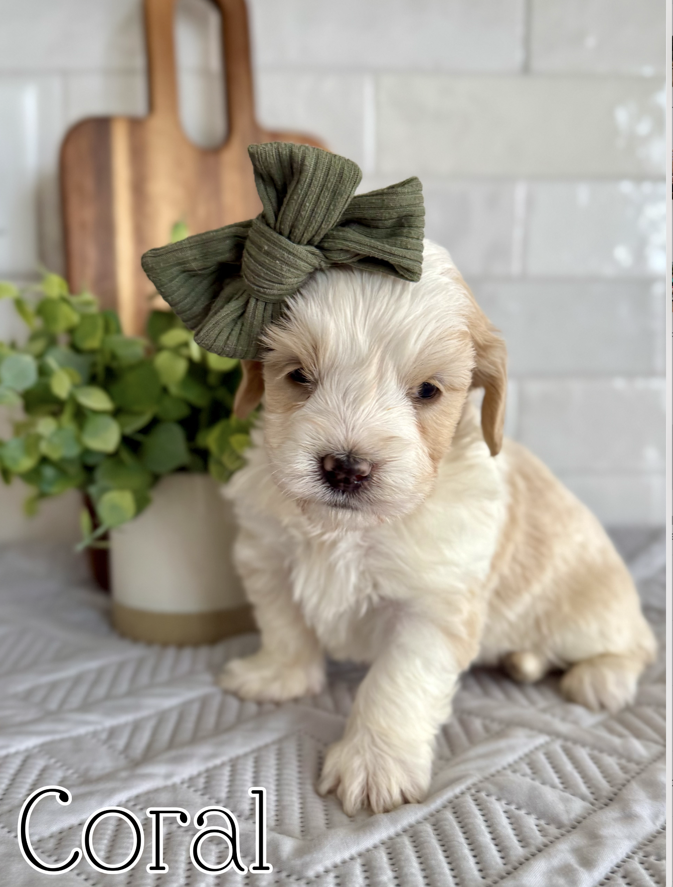 Screen Shot 2026-03-04 at 1.45.57 PM.png