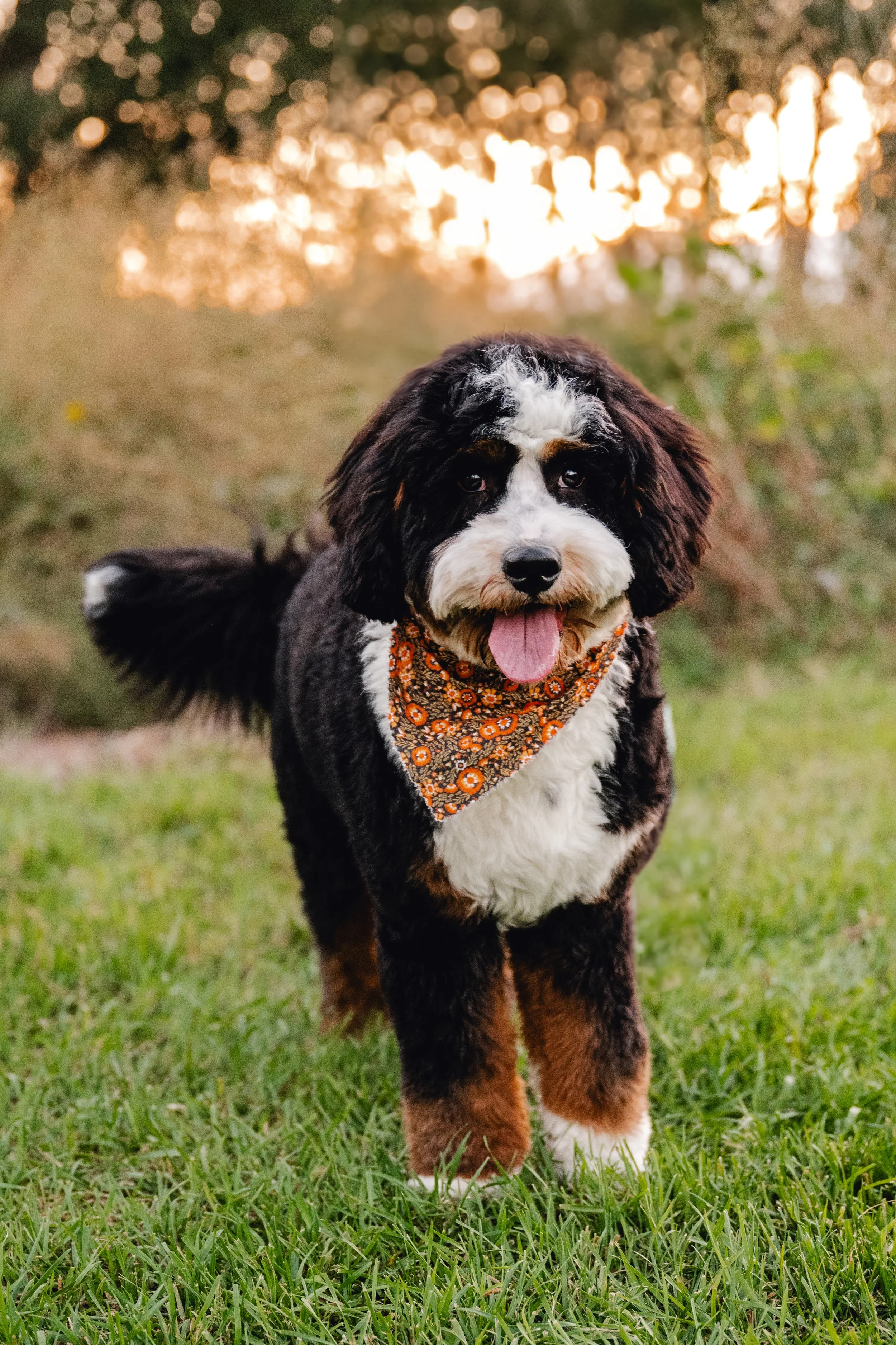 Rooster_UtahGoldendoodles_FGP-46.jpg