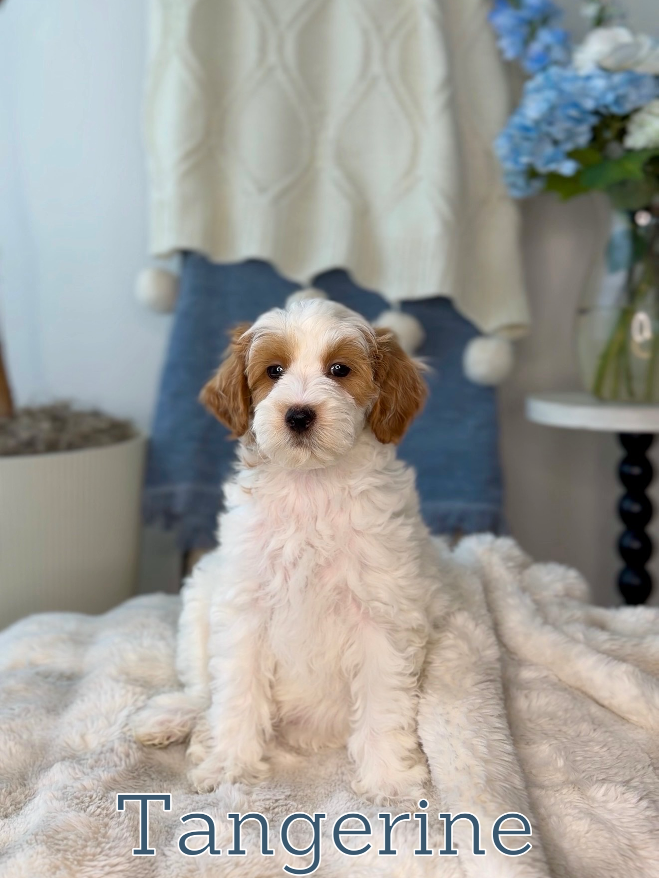 Male | Adult Weight: 16-18 lbs.