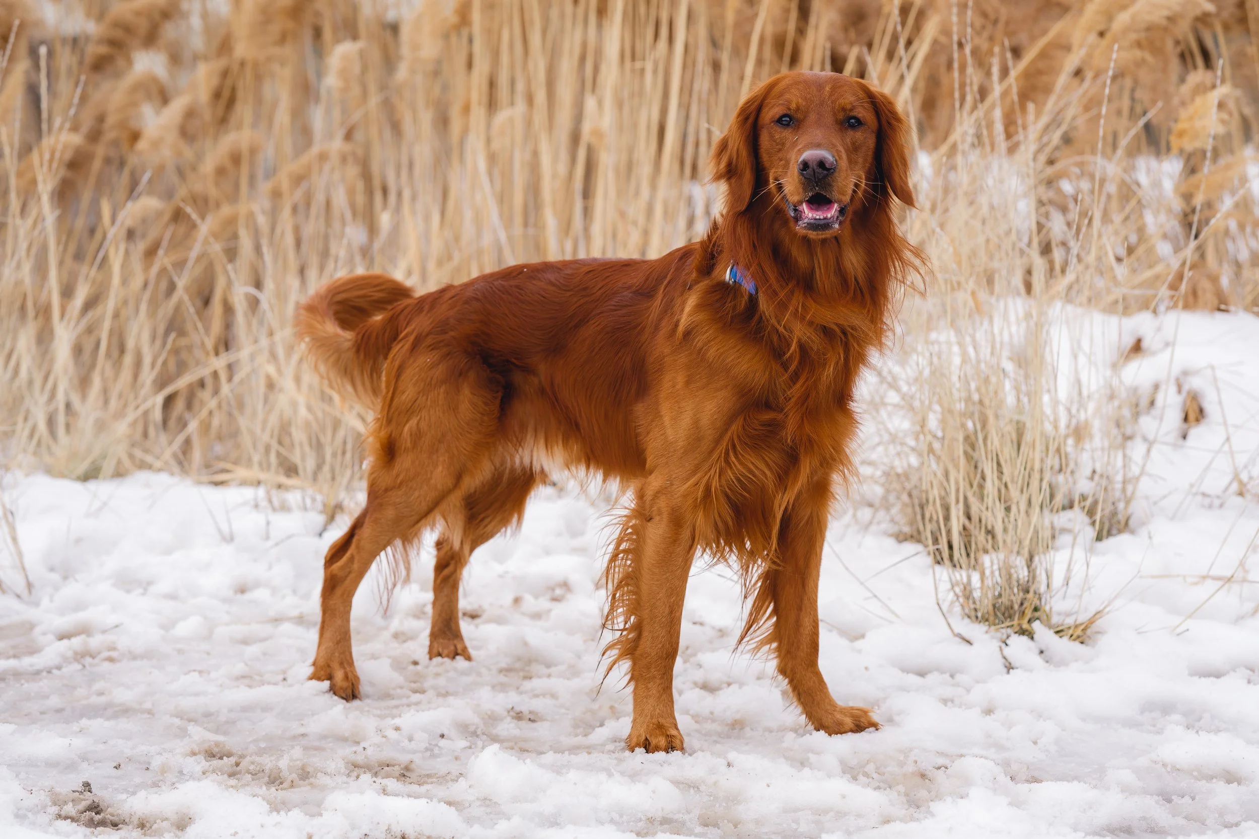 UtahGoldendoodles_Cedar_FGP-5.jpg