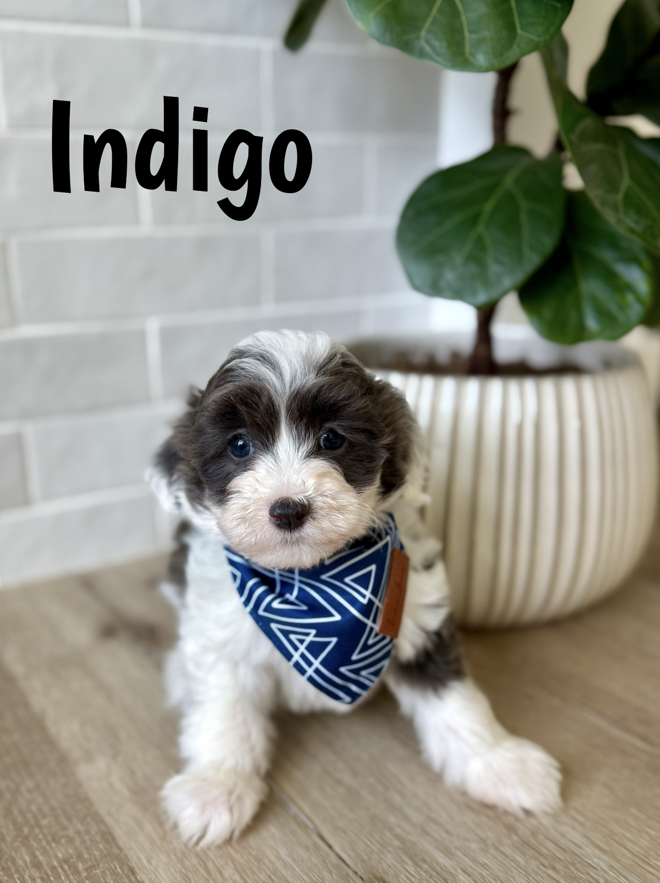 Screen Shot 2026-03-04 at 12.11.16 PM.png