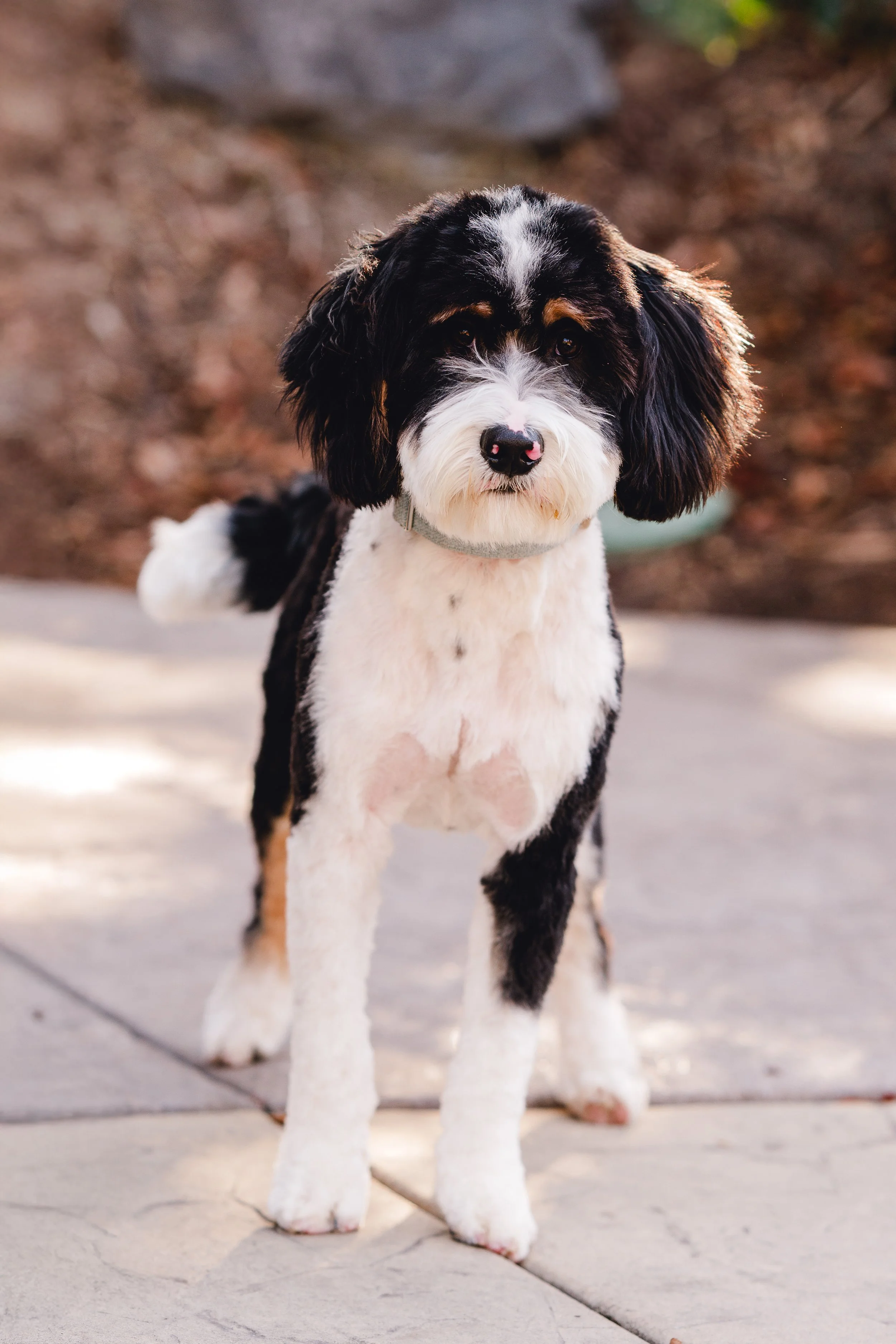 Moose_UtahGoldendoodles-11.jpg