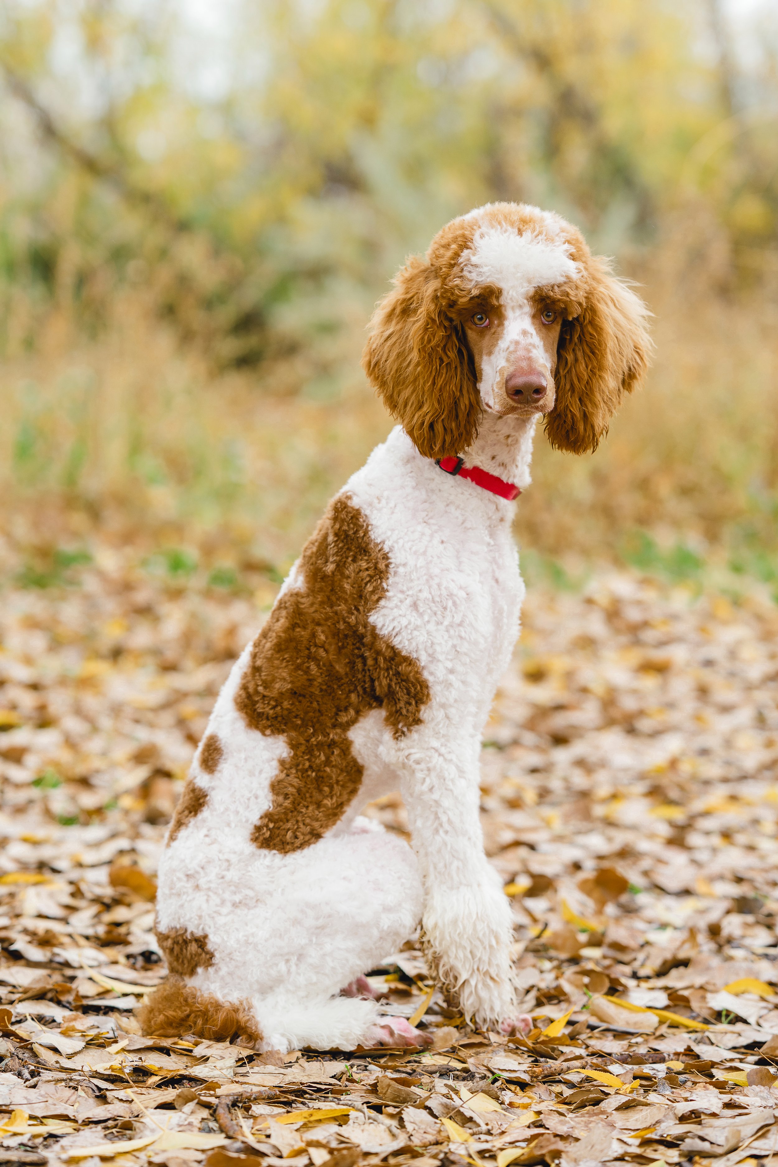 Kingston, premium 39lb MOyen Poodle stud with rich brown and white parti curly coat sitting in autumn leaves at Utah Doodles. Health-tested, excellent furnishings and curl, available for stud services in Provo, Utah.