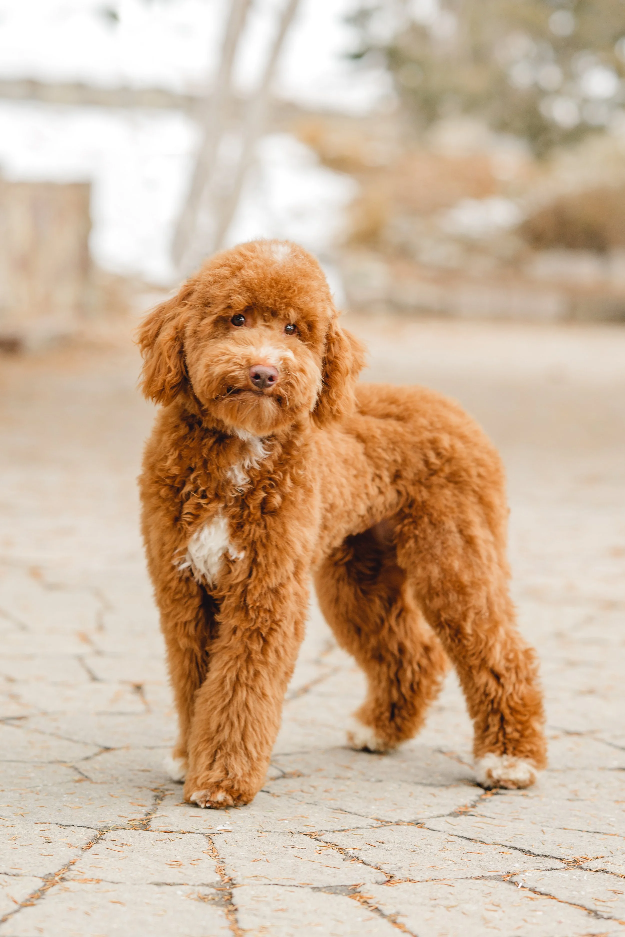 Goose&Howie_UtahGoldendoodles_FGP-14.jpg