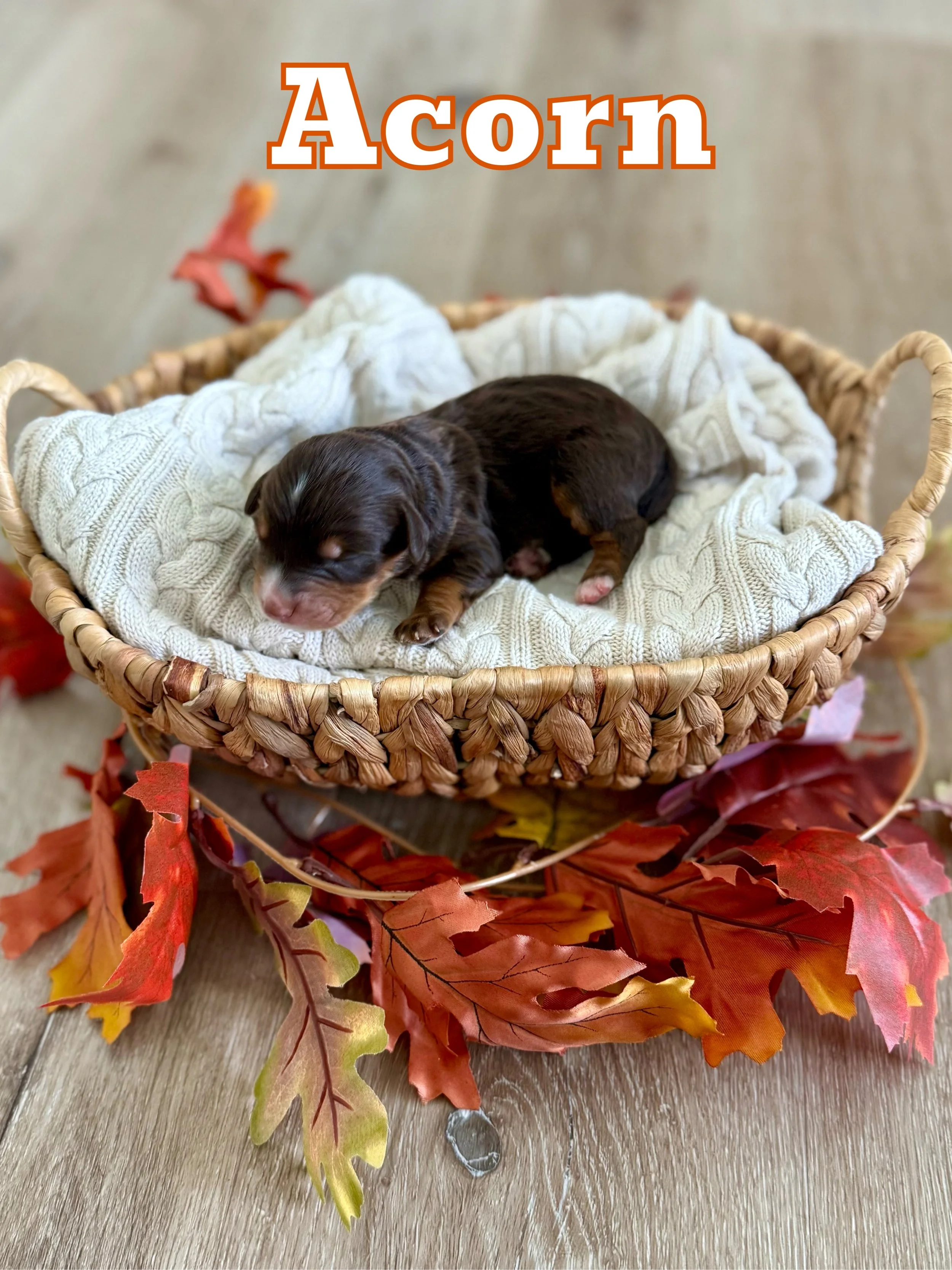 Chocolate Tri (Male)