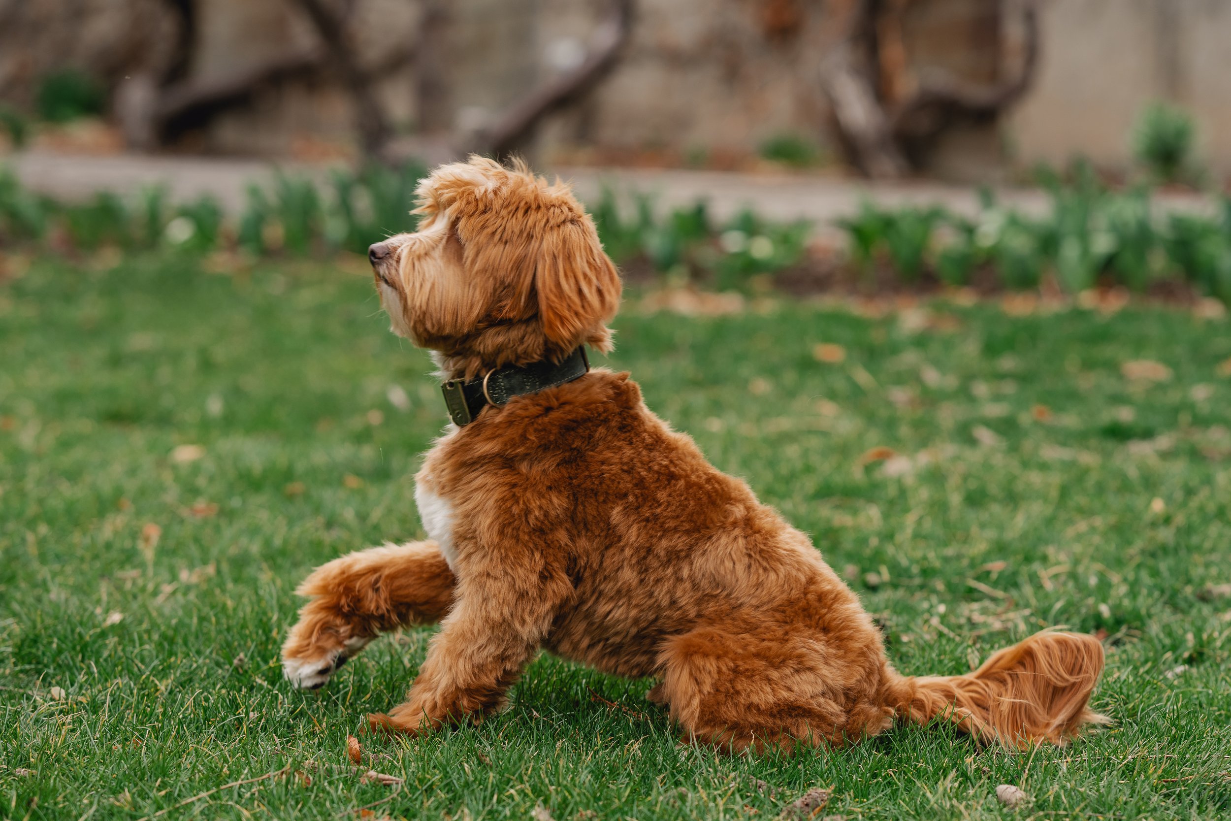 Bram_UtahGoldendoodles-15.jpg