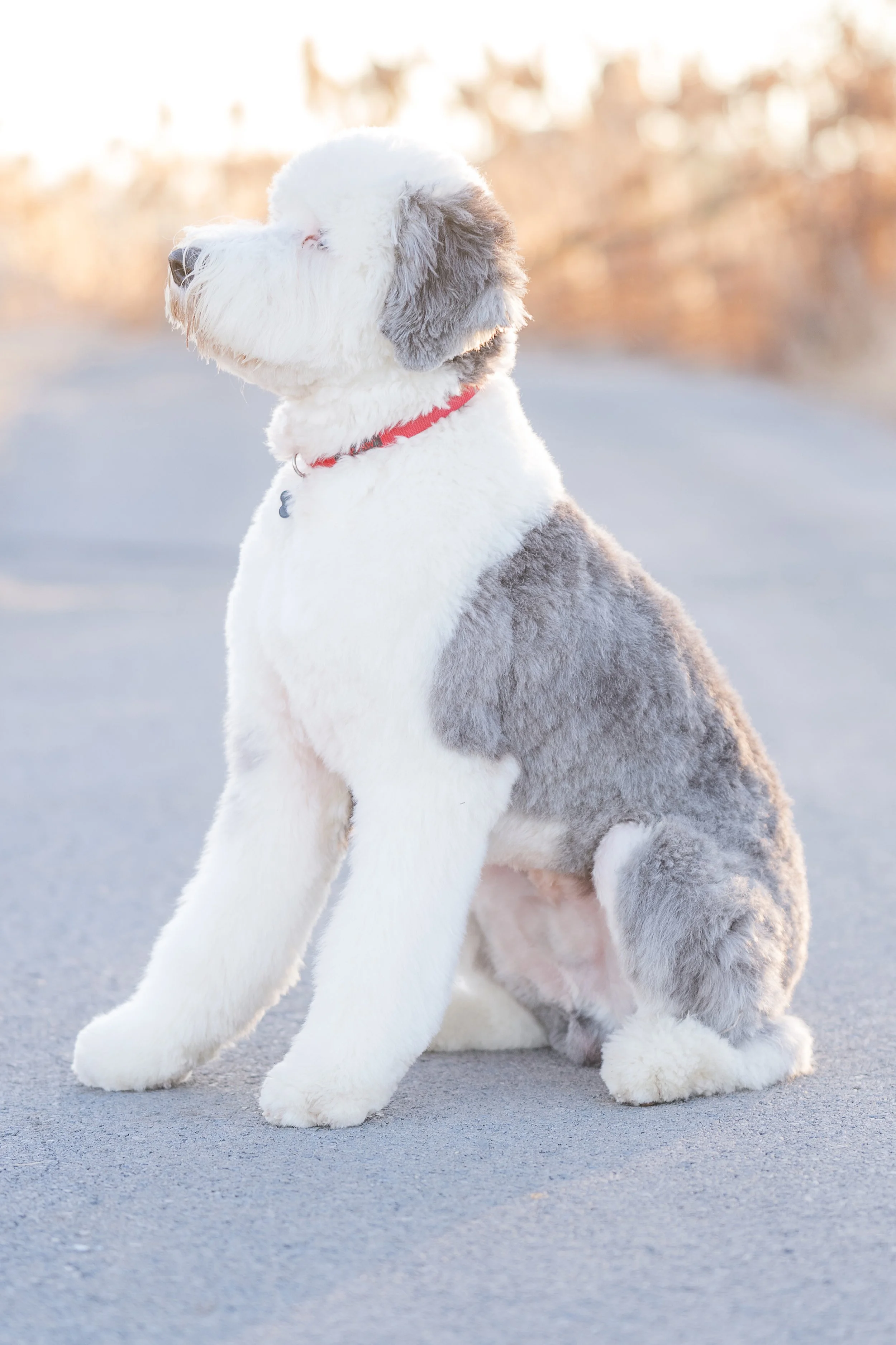 Rocky_Groomed_UtahGoldendoodles-31.jpg