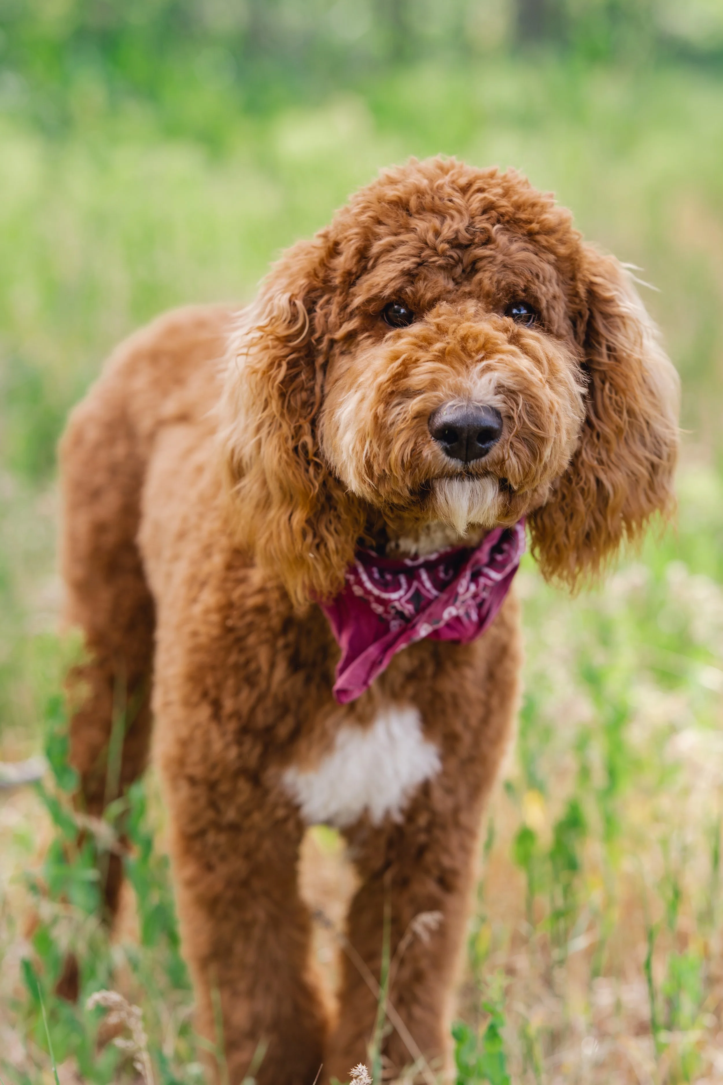 Rye, red Goldendoodle stud with luxurious thick curly coat and adorable bandana, standing proudly outdoors. Excellent temperament and conformation. Available for stud services at Utah Doodles in Utah.
