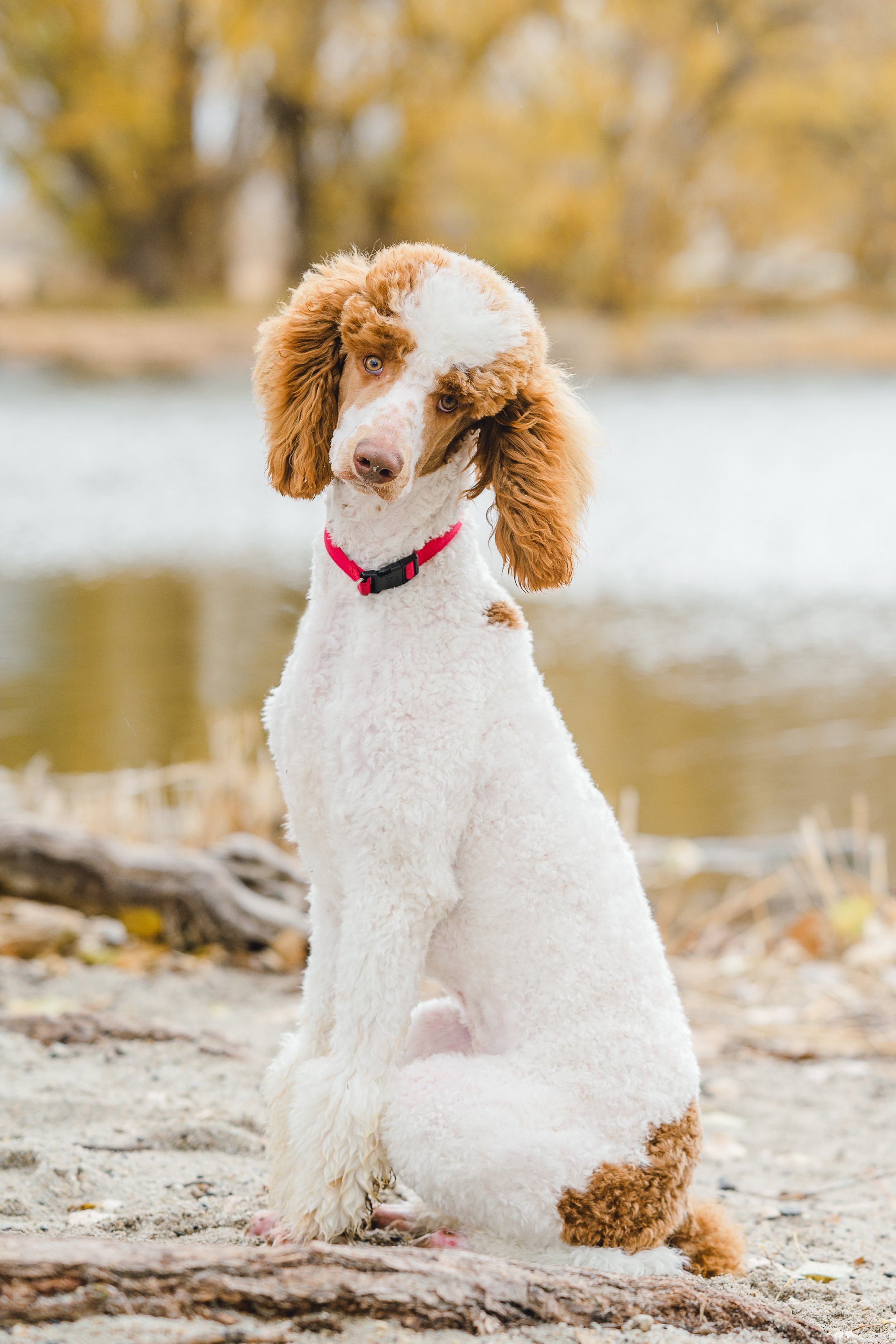 Kingston, 39 lbs. Moyen Poodle stud with rich brown and white parti coat and adorable head tilt. Excellent curl and furnishings. Stud services available at Utah Doodles, Provo, Utah.