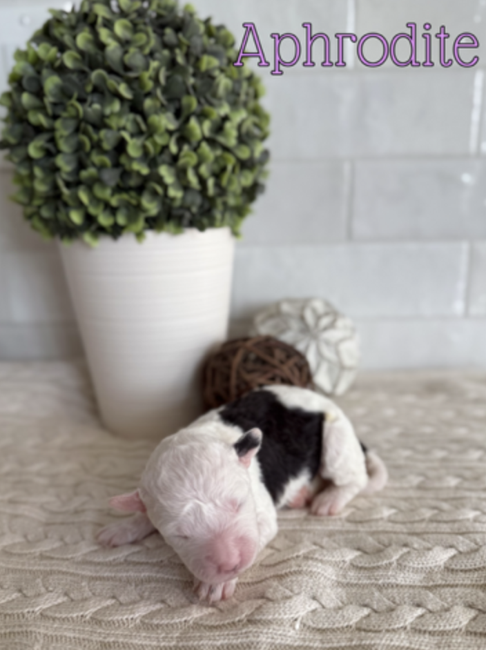 Screen Shot 2026-01-31 at 6.08.06 PM.png