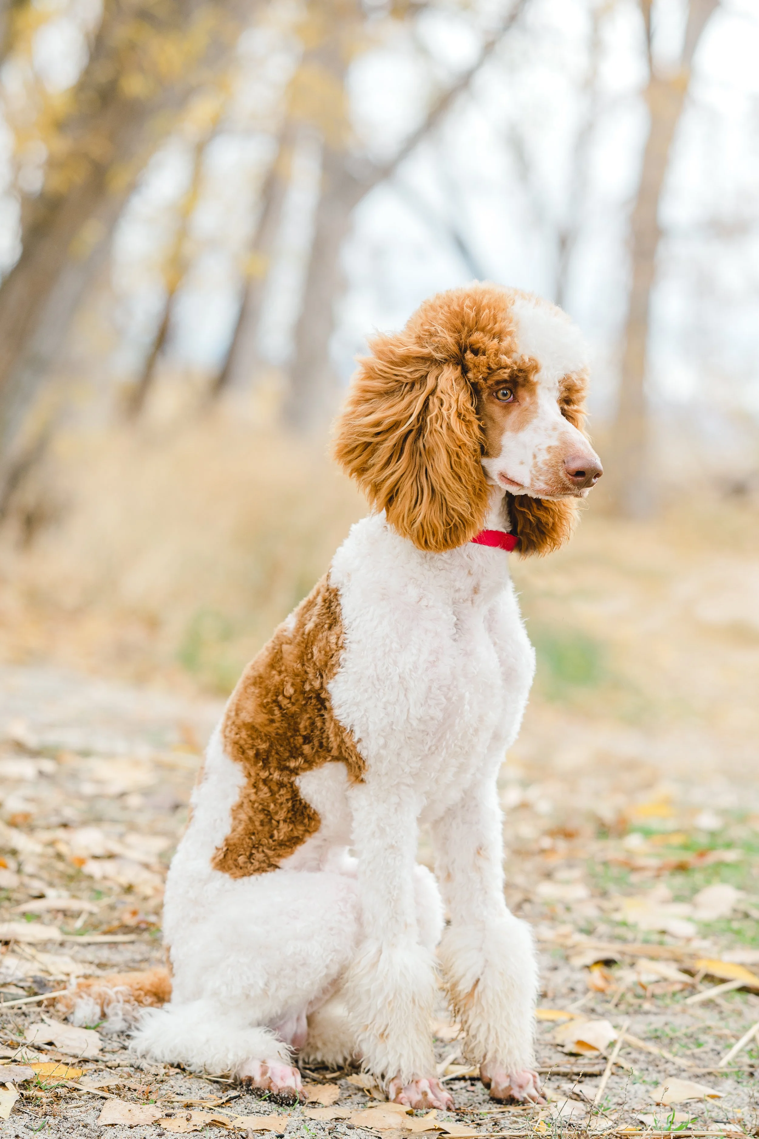 Kingston, 39 lbs. Moyen Poodle stud with rich brown and white parti coat and adorable head tilt. Excellent curl and furnishings. Stud services available at Utah Doodles, Provo, Utah.
