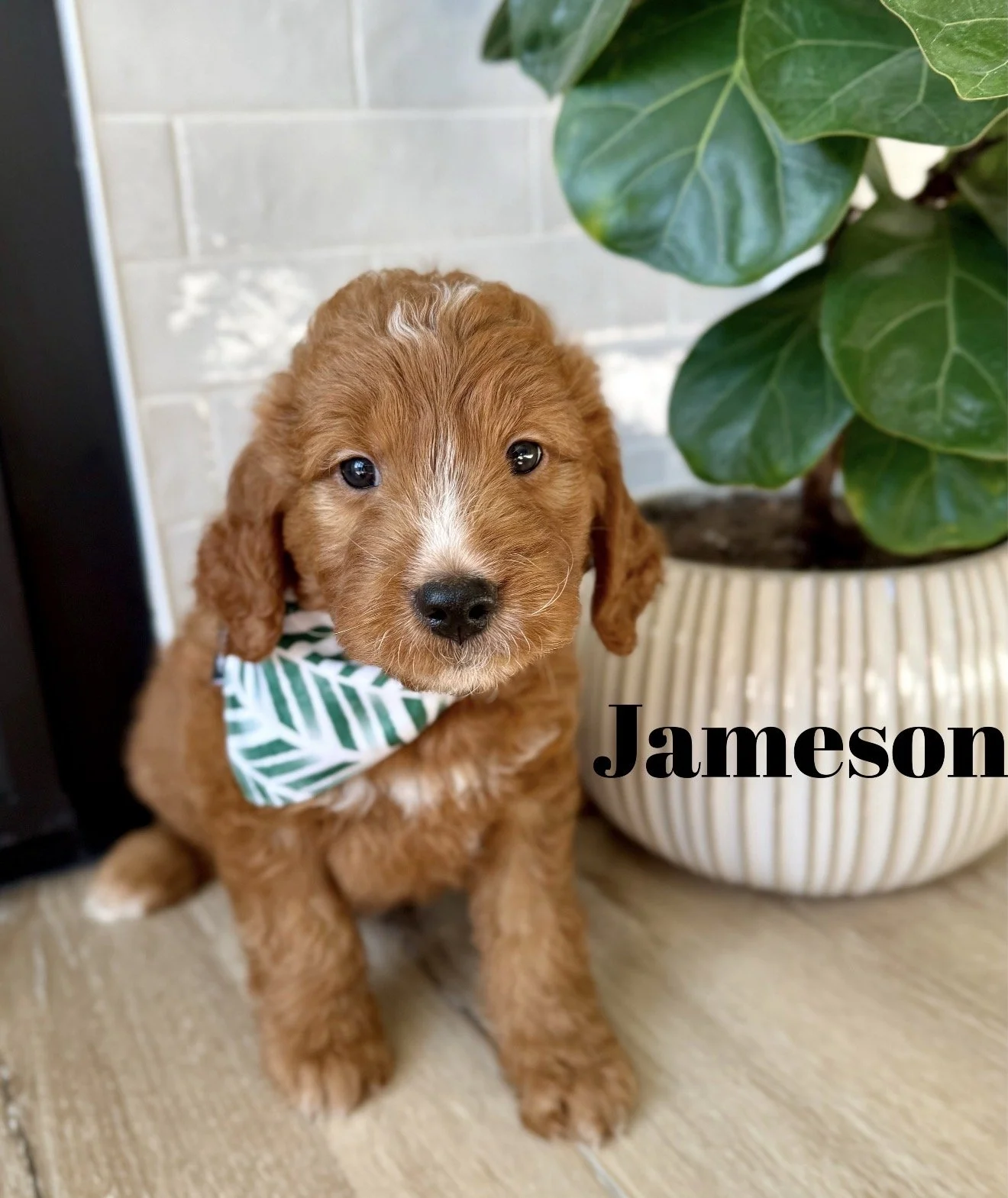 $1250 (Male) Ready to Go - Working on kennel & potty training