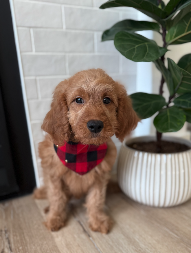 Male - Kennel/Potty Trained & Fully Vaccinated