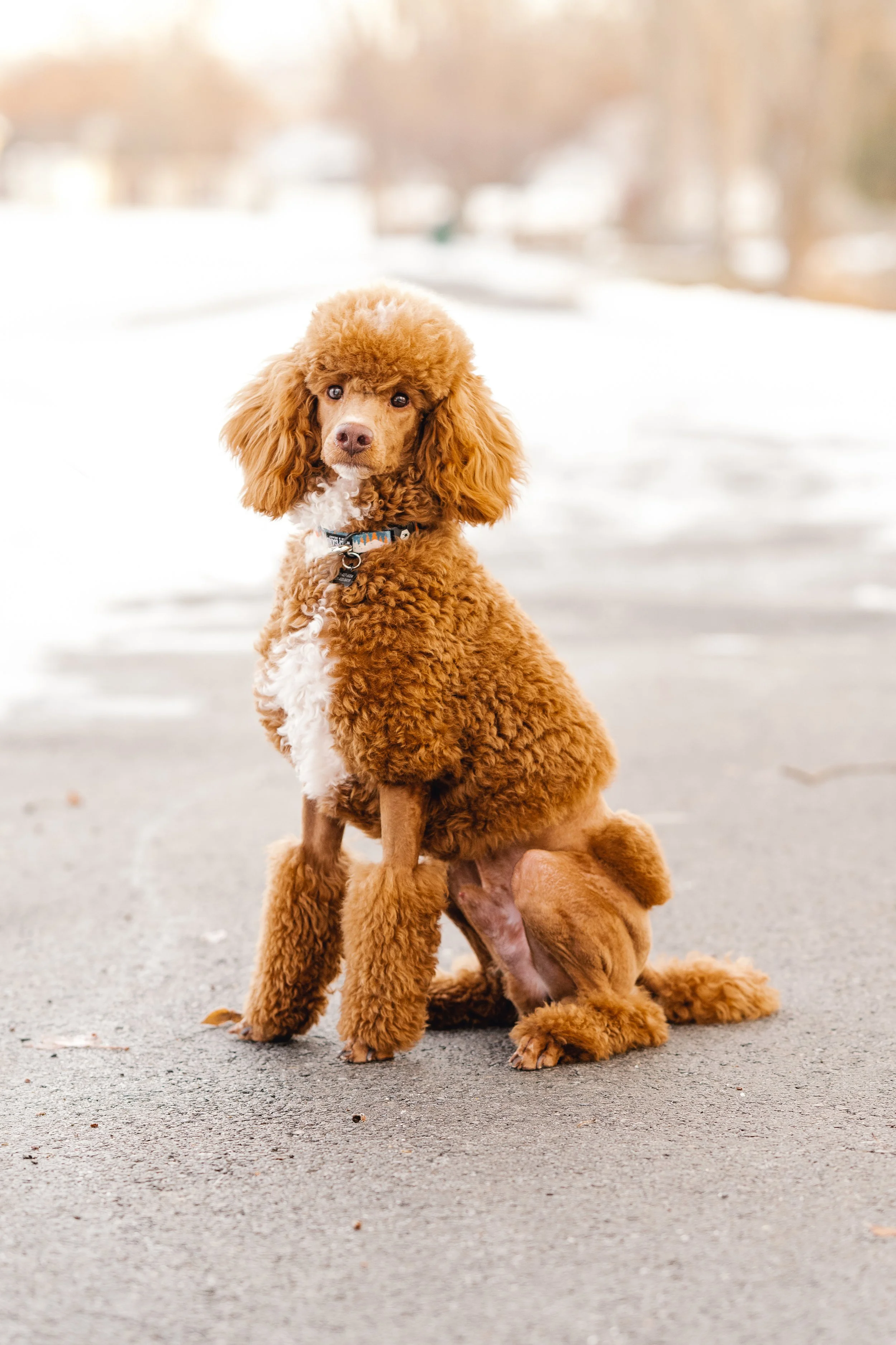 Nashville AKC Toy Poodle Stud Services Utah Doodles