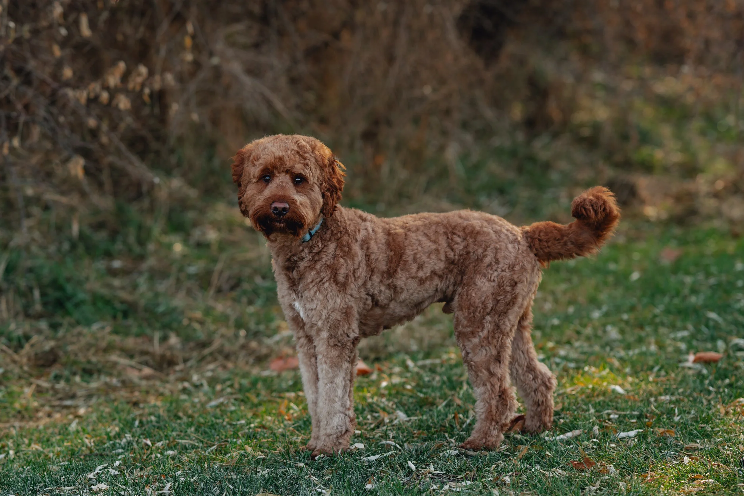 Mookie_UtahGoldendoodles-34.jpg