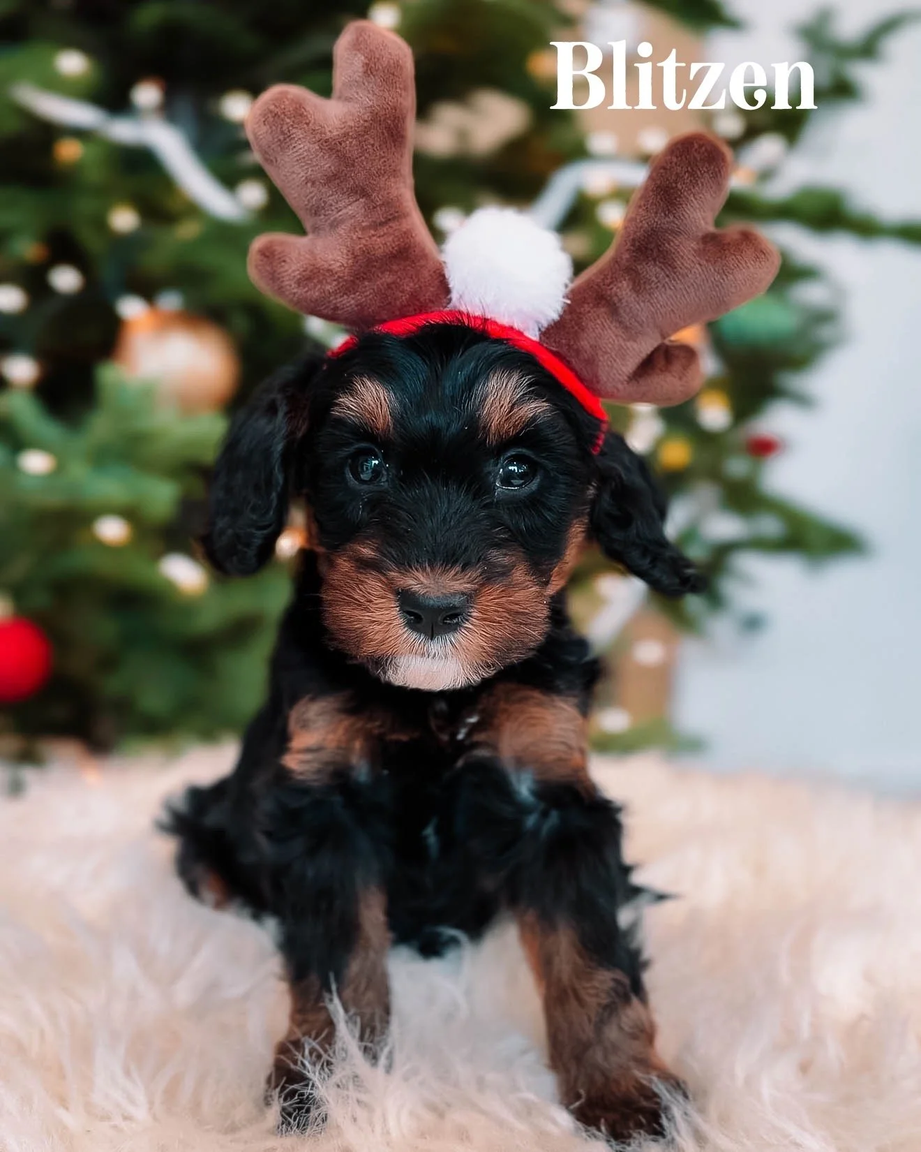 $2500 - Male (Ready for Christmas)