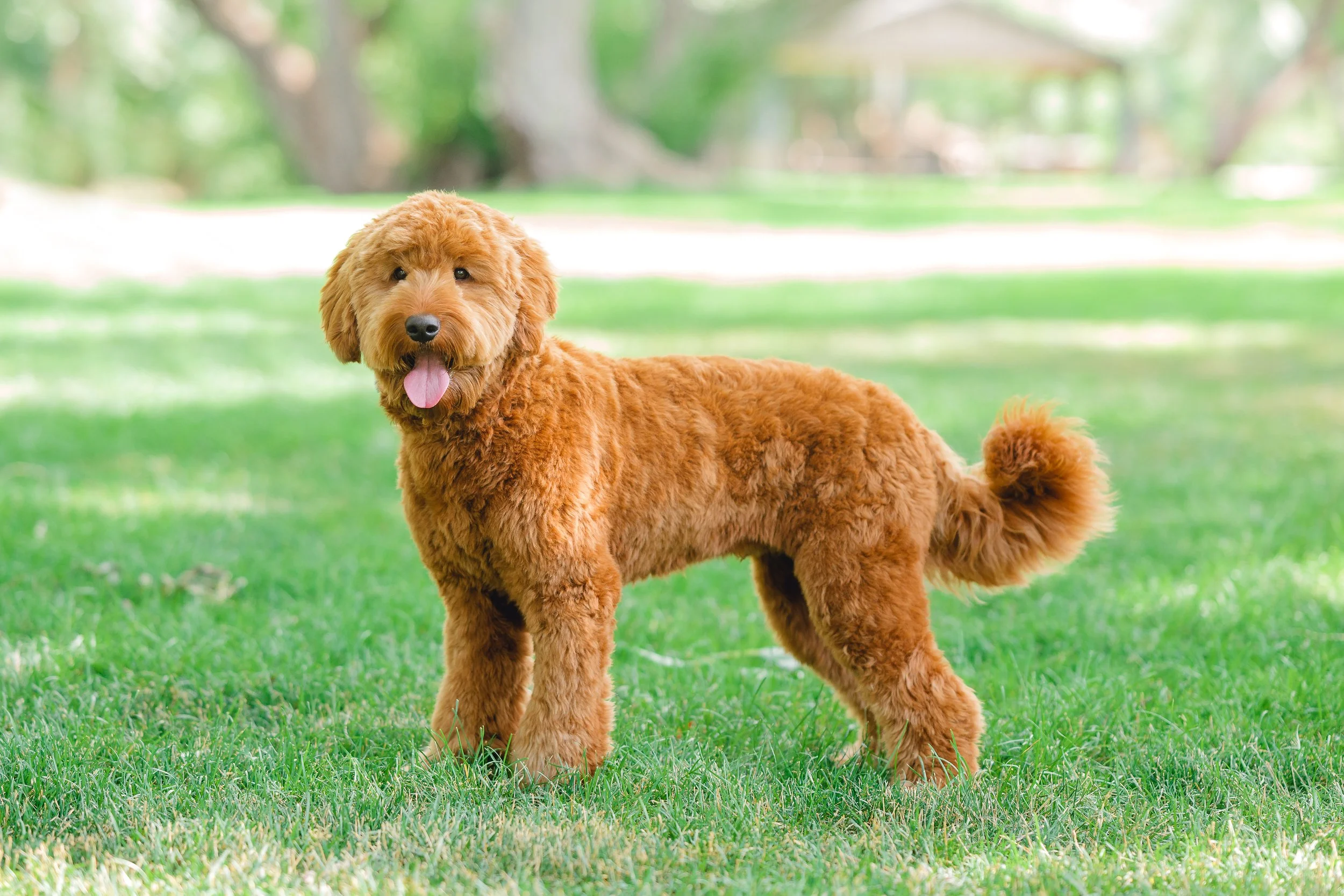 Utah Doodle Goldendoodle Studs