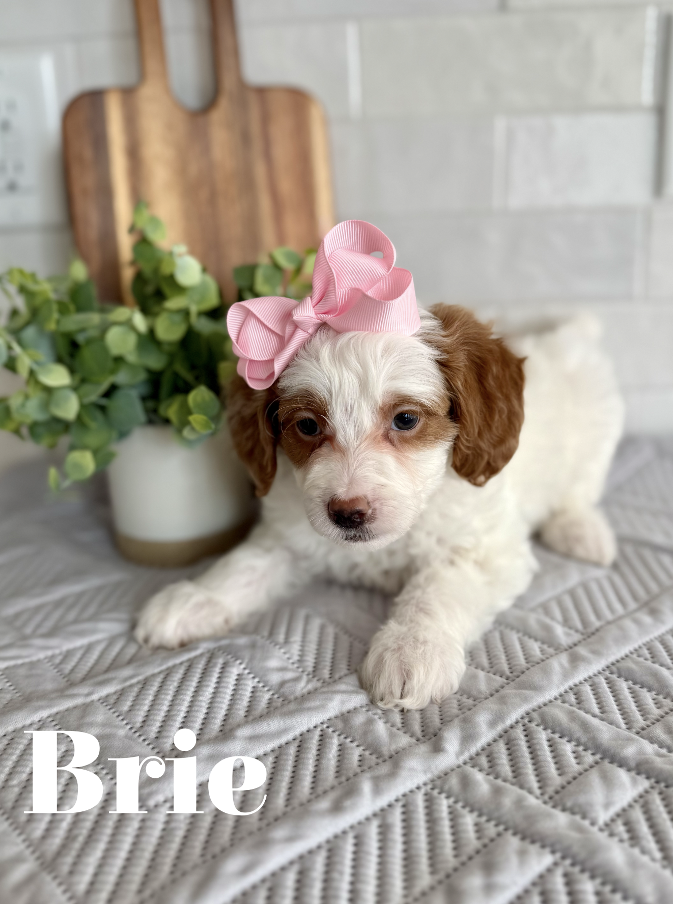 $2000 (Female 10-15 lbs full grown)