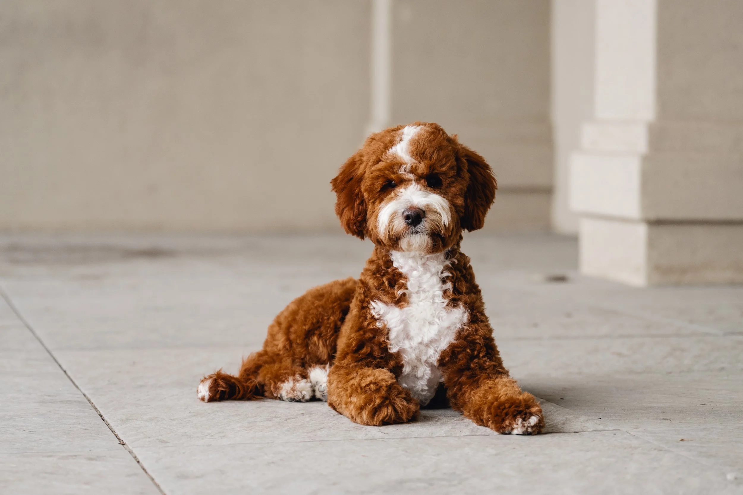 Pax_UtahGoldendoodles_HWP-1.jpg