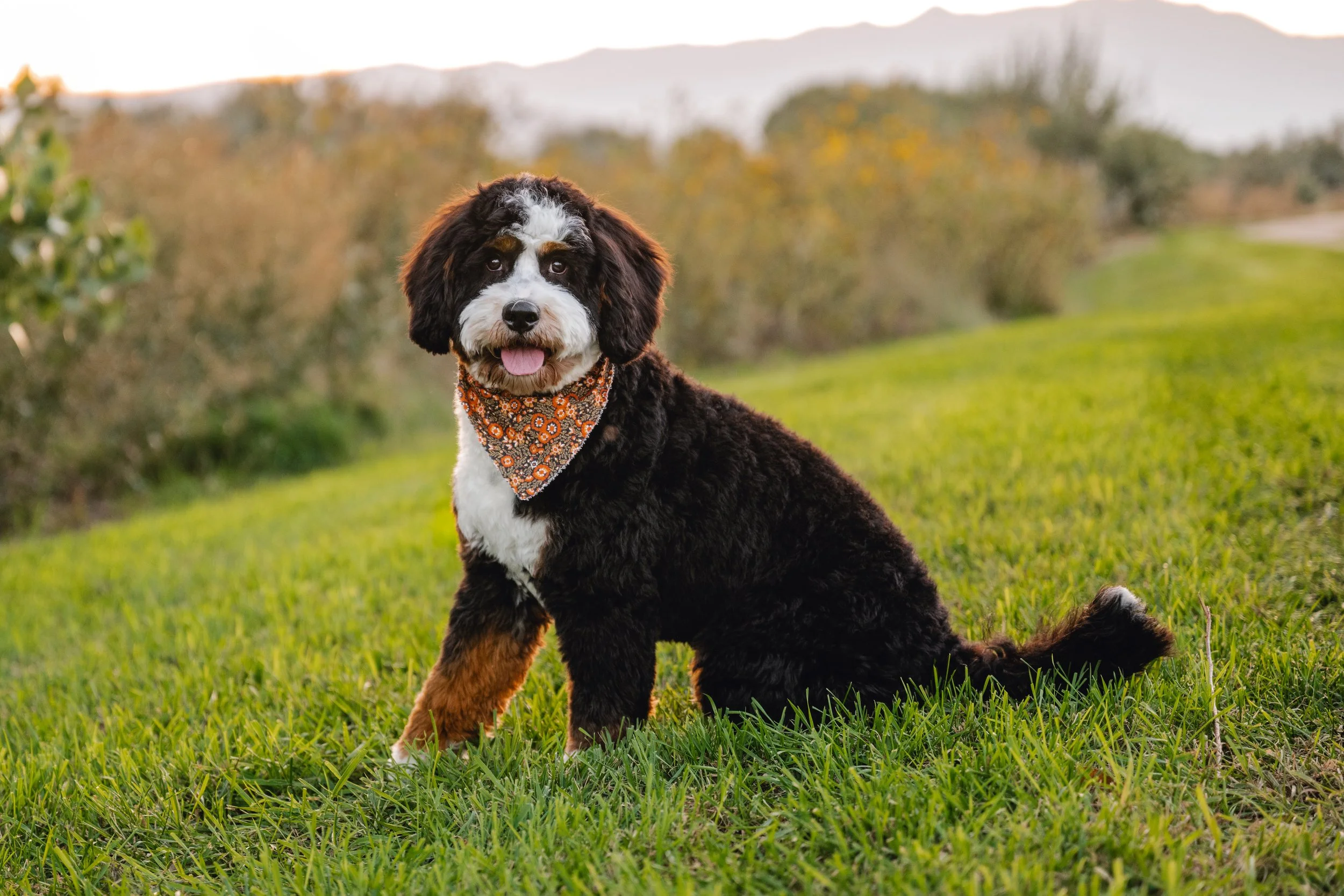 Rooster_UtahGoldendoodles_FGP-31.jpg