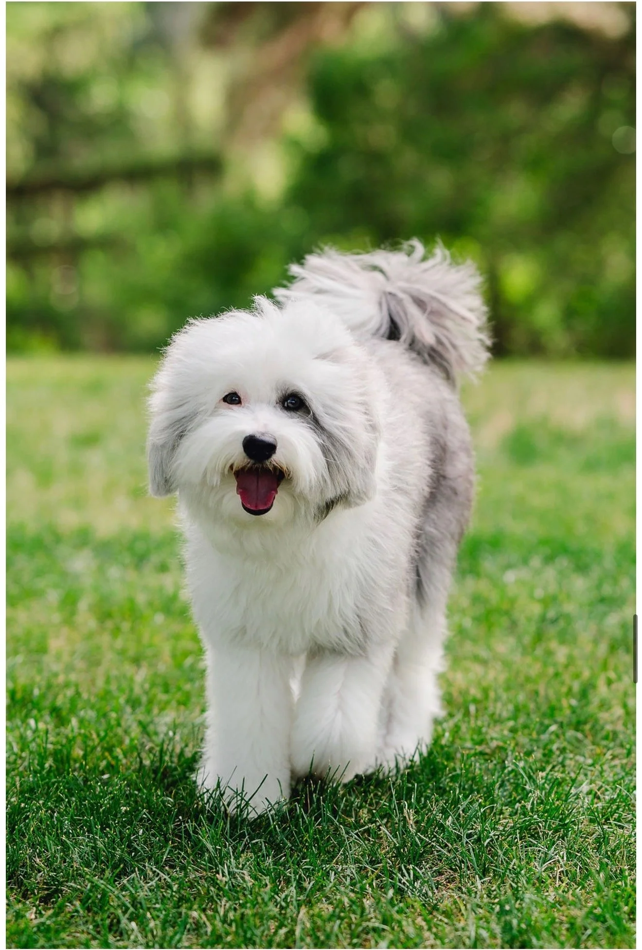  Blue, adorable Mini Sheepadoodle stud sitting on gravel with sweet smiling expression and fluffy gray and white coat at Utah Doodles. Excellent conformation and friendly temperament. Health-tested stud available for breeding in Utah.