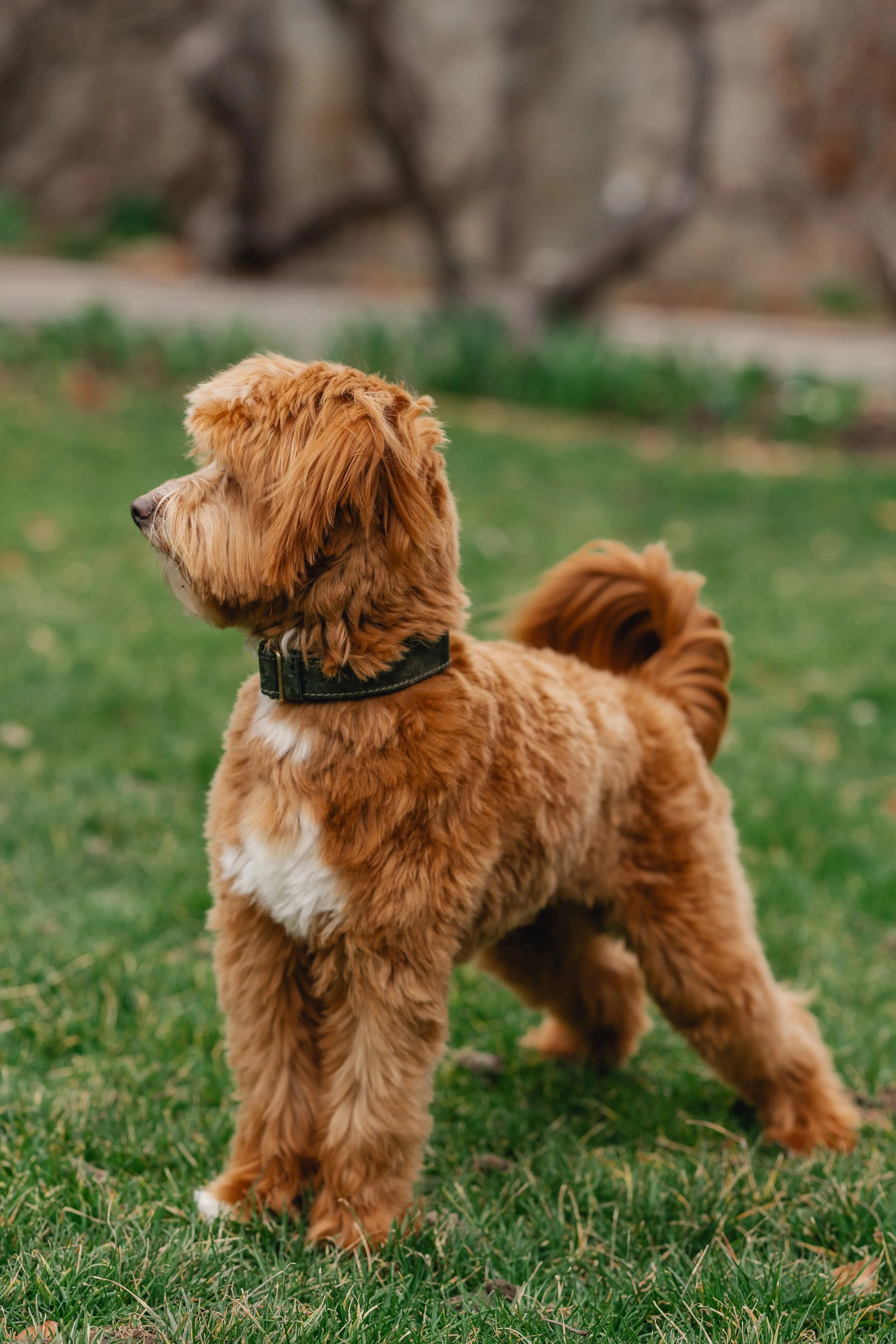 Bram_UtahGoldendoodles-16.jpg