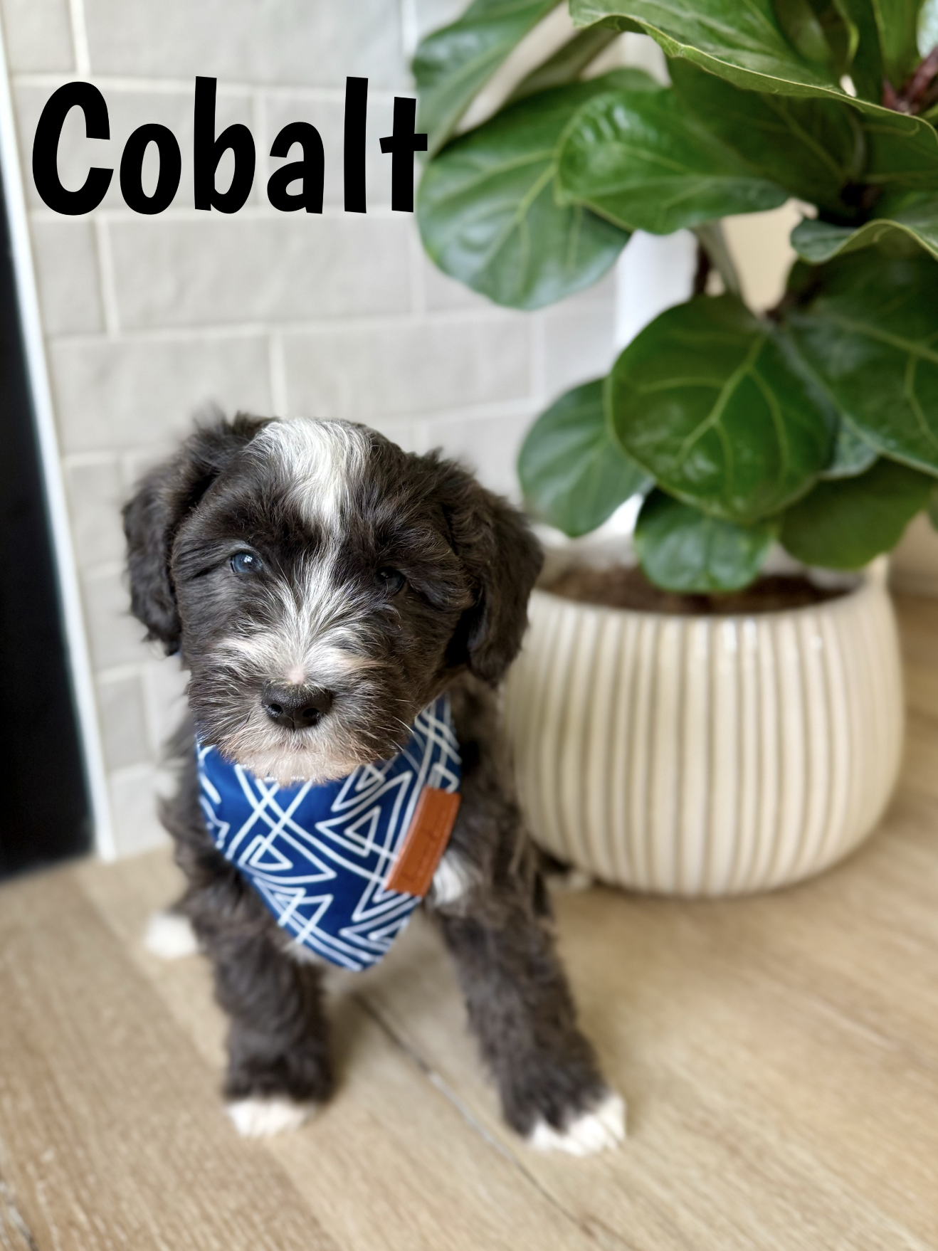 Screen Shot 2026-03-04 at 12.10.44 PM.png