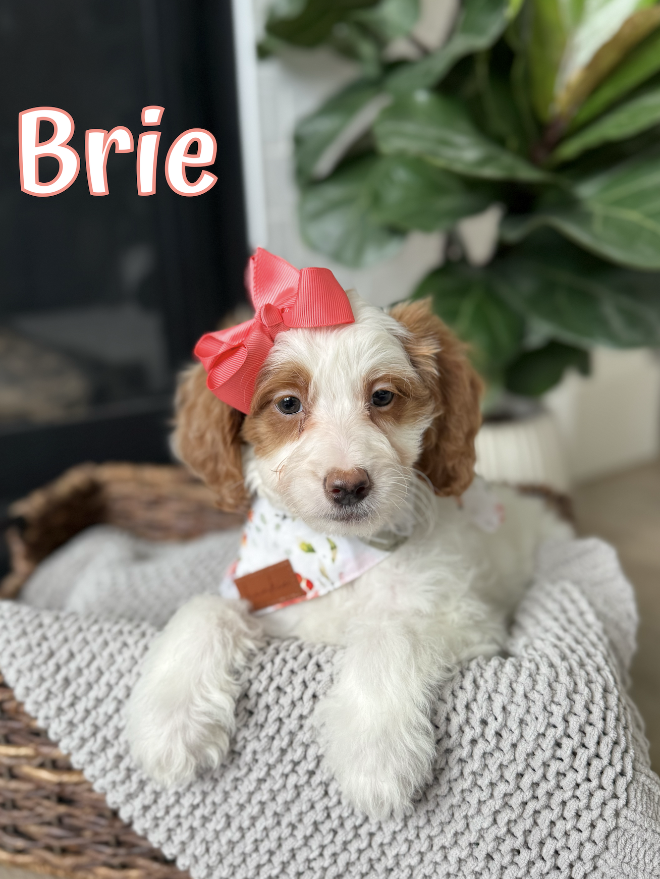 Screen Shot 2026-03-23 at 10.53.50 AM.png