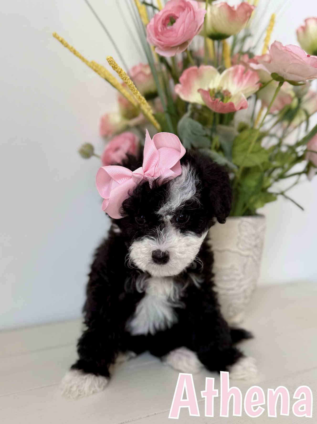 Screen Shot 2026-03-04 at 1.03.50 PM.png