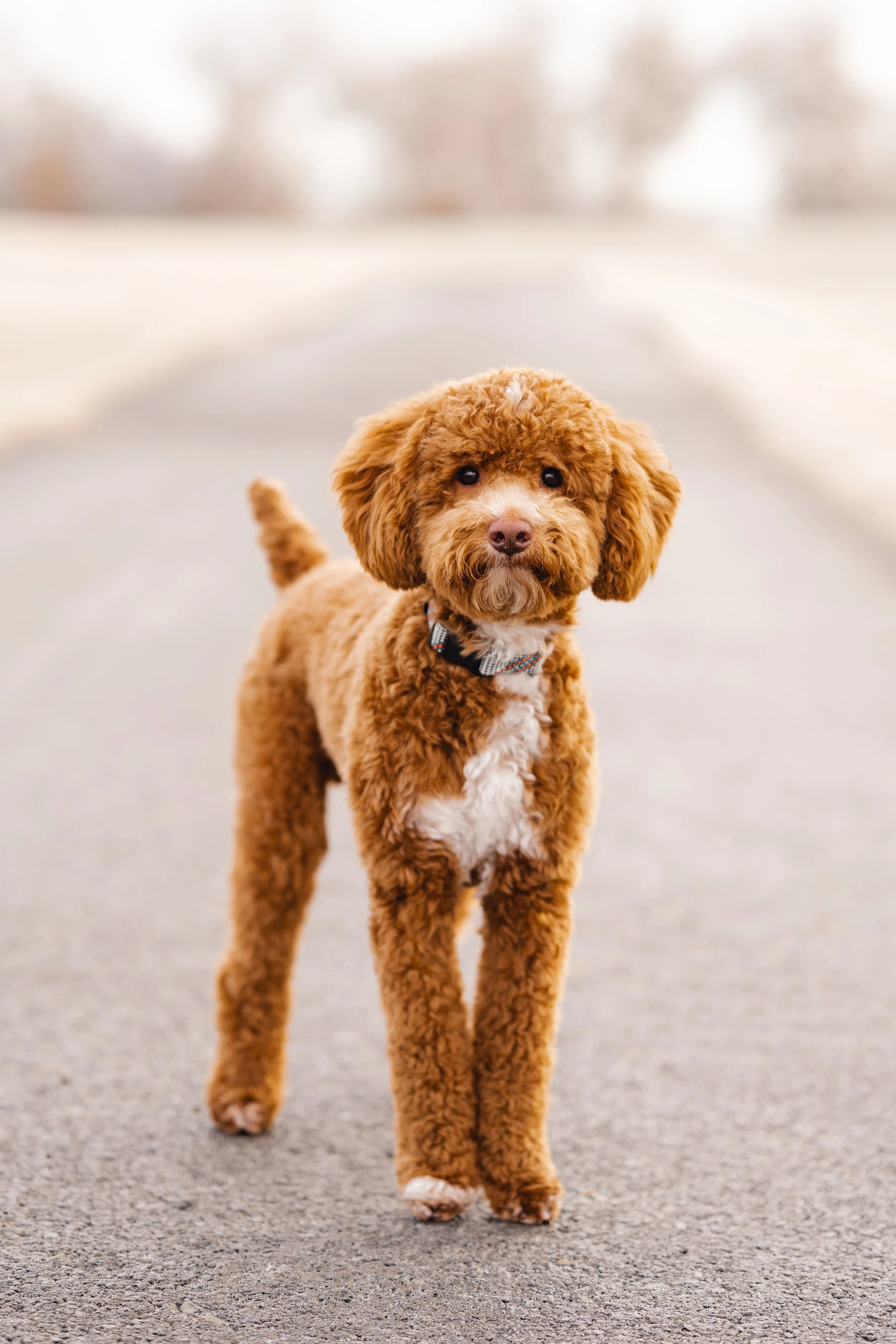 Bones Mini Poodle Stud Services Utah Doodles