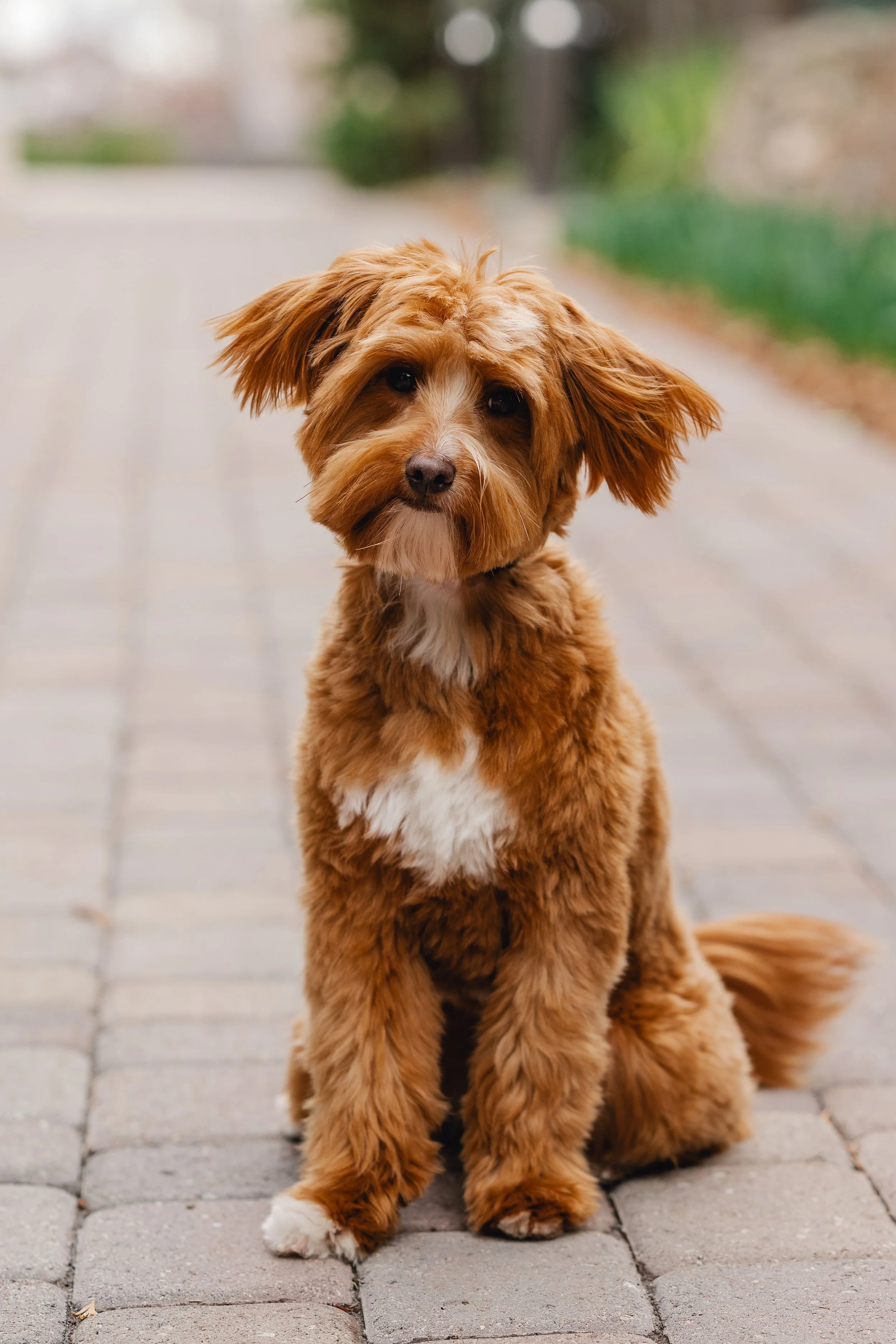 Bram_UtahGoldendoodles-10.jpg