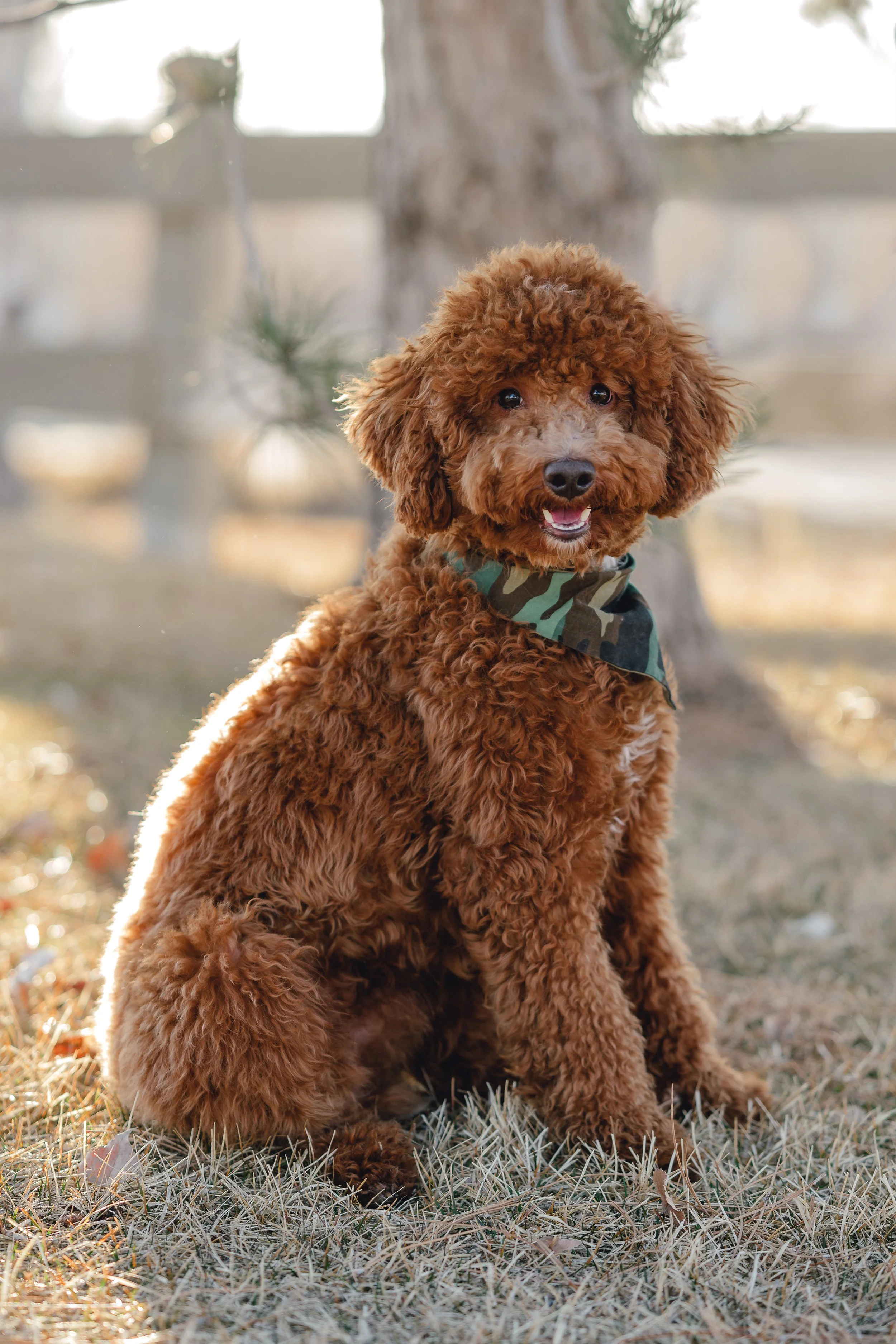 Goose_TeddyBear_FGP-2.jpg