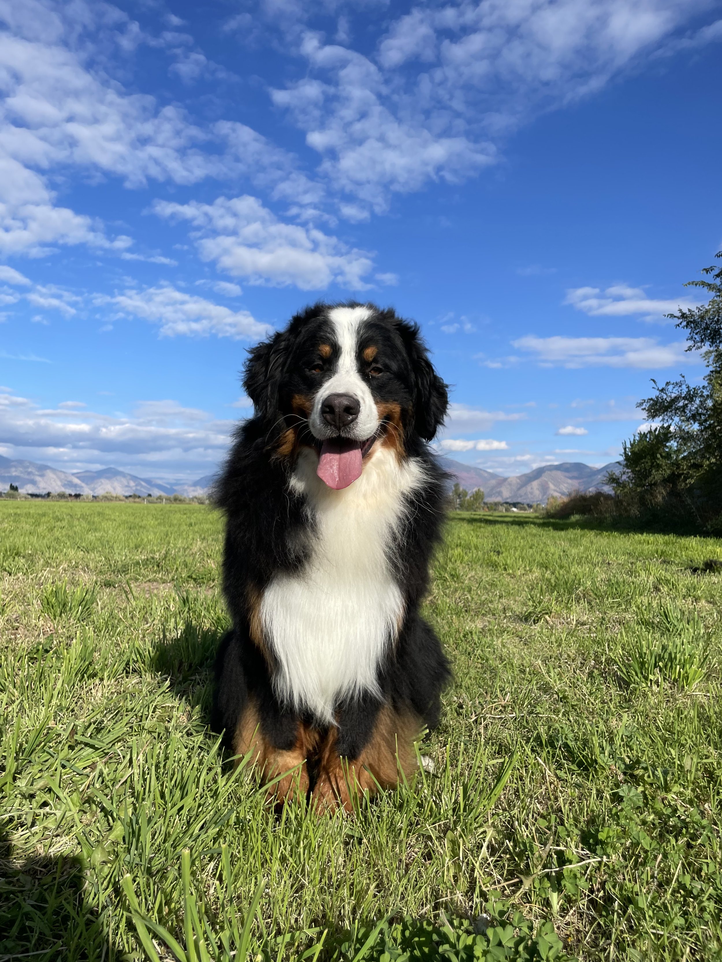 Utah Doodle Bernese Mountain Dog Stud Services