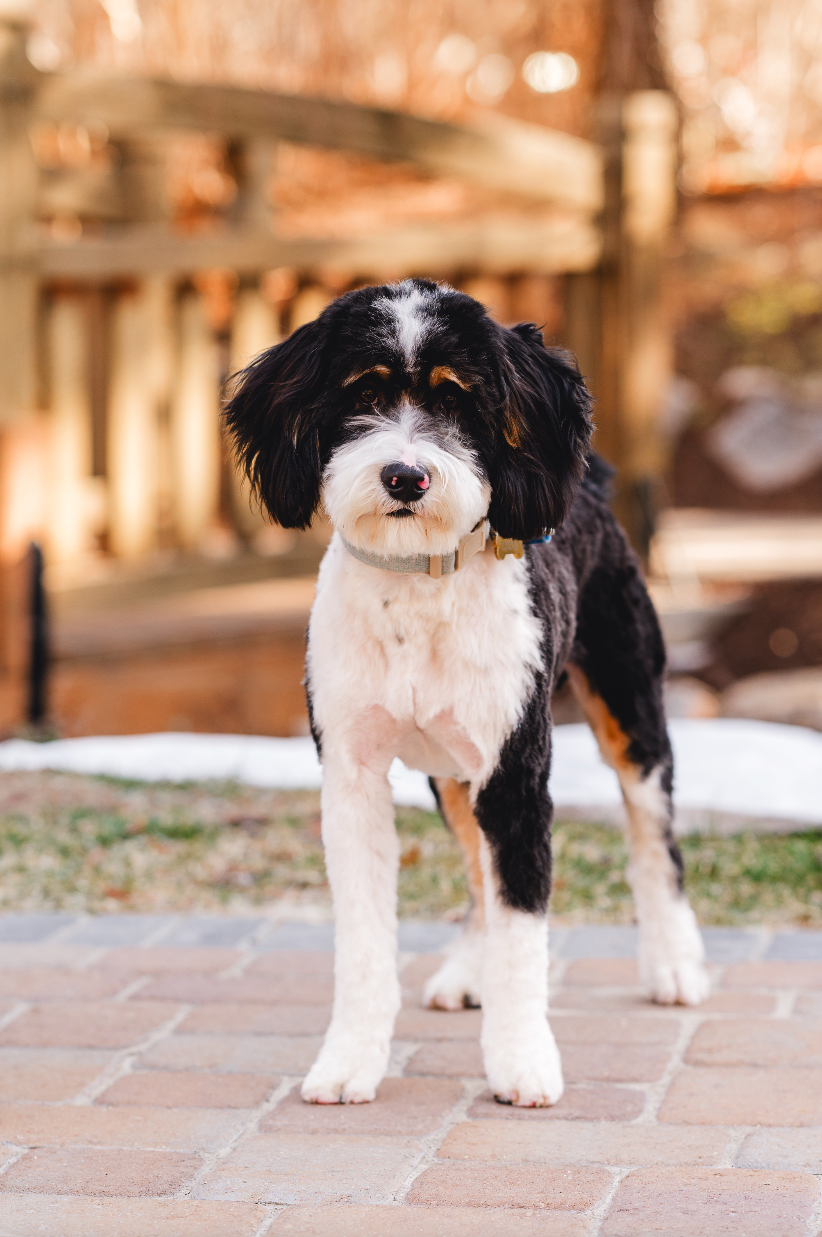 Moose Mini Bernedoodle Stud Services Utah Doodles
