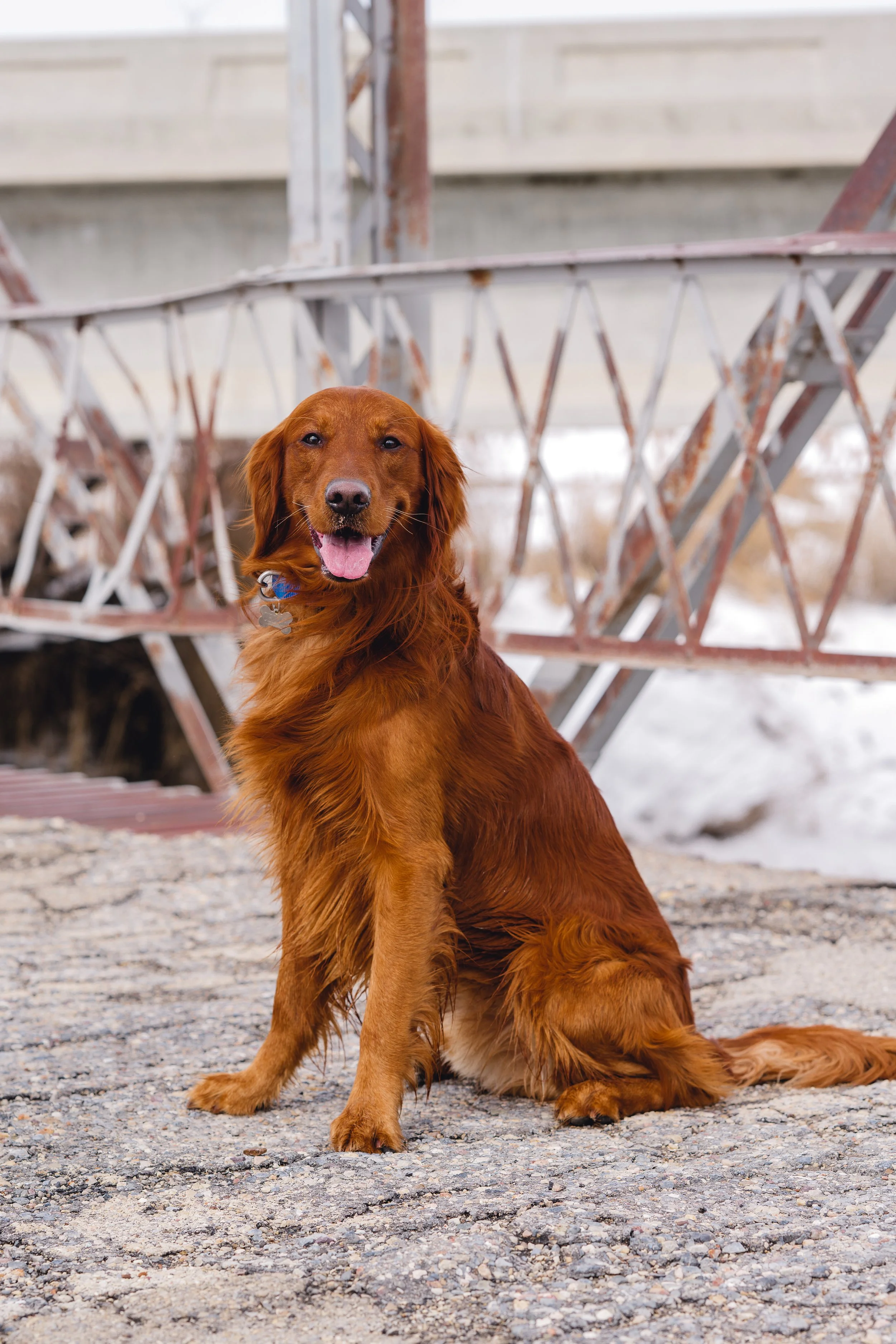 UtahGoldendoodles_Cedar_FGP-26.jpg