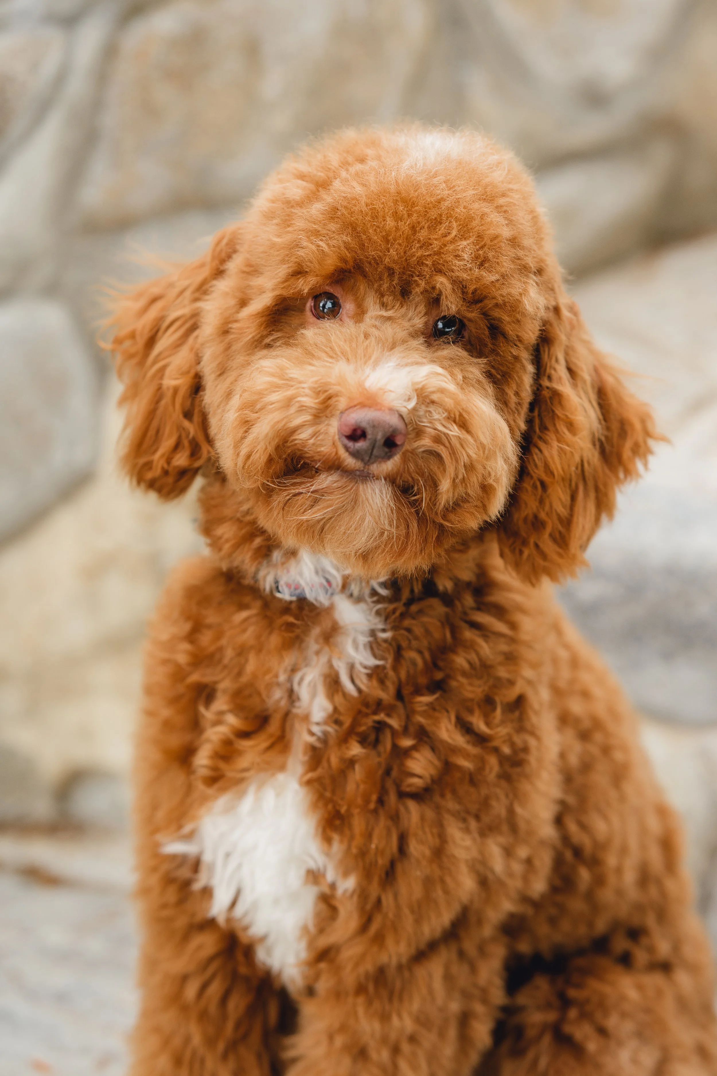 Goose&Howie_UtahGoldendoodles_FGP-9.jpg