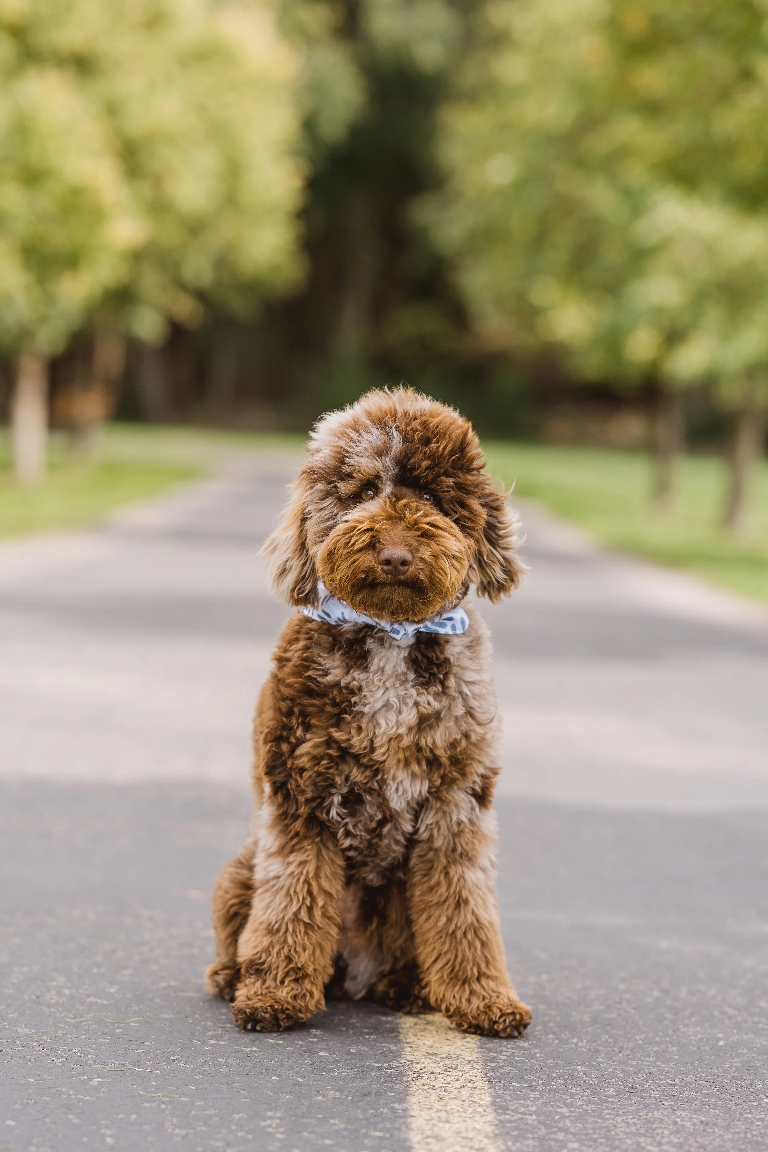 Benny AKC Mini Poodle Brown Merle Tan Points Phantom Stud Services