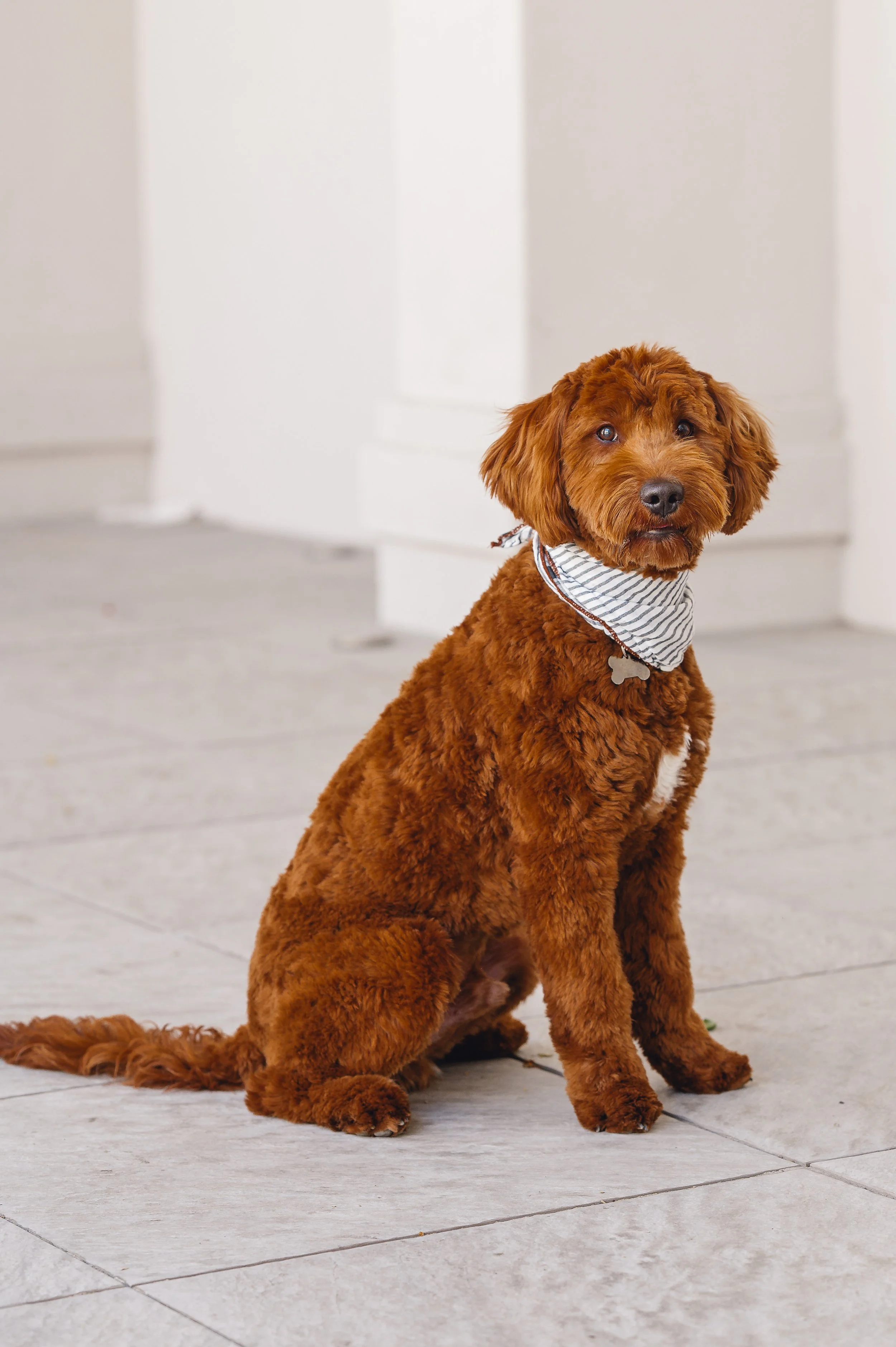 BoomerUtahGoldendoodles-8.jpeg
