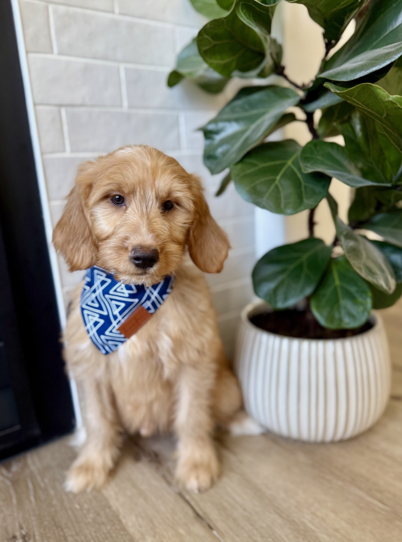 $1000 - 35-38 lbs full grown