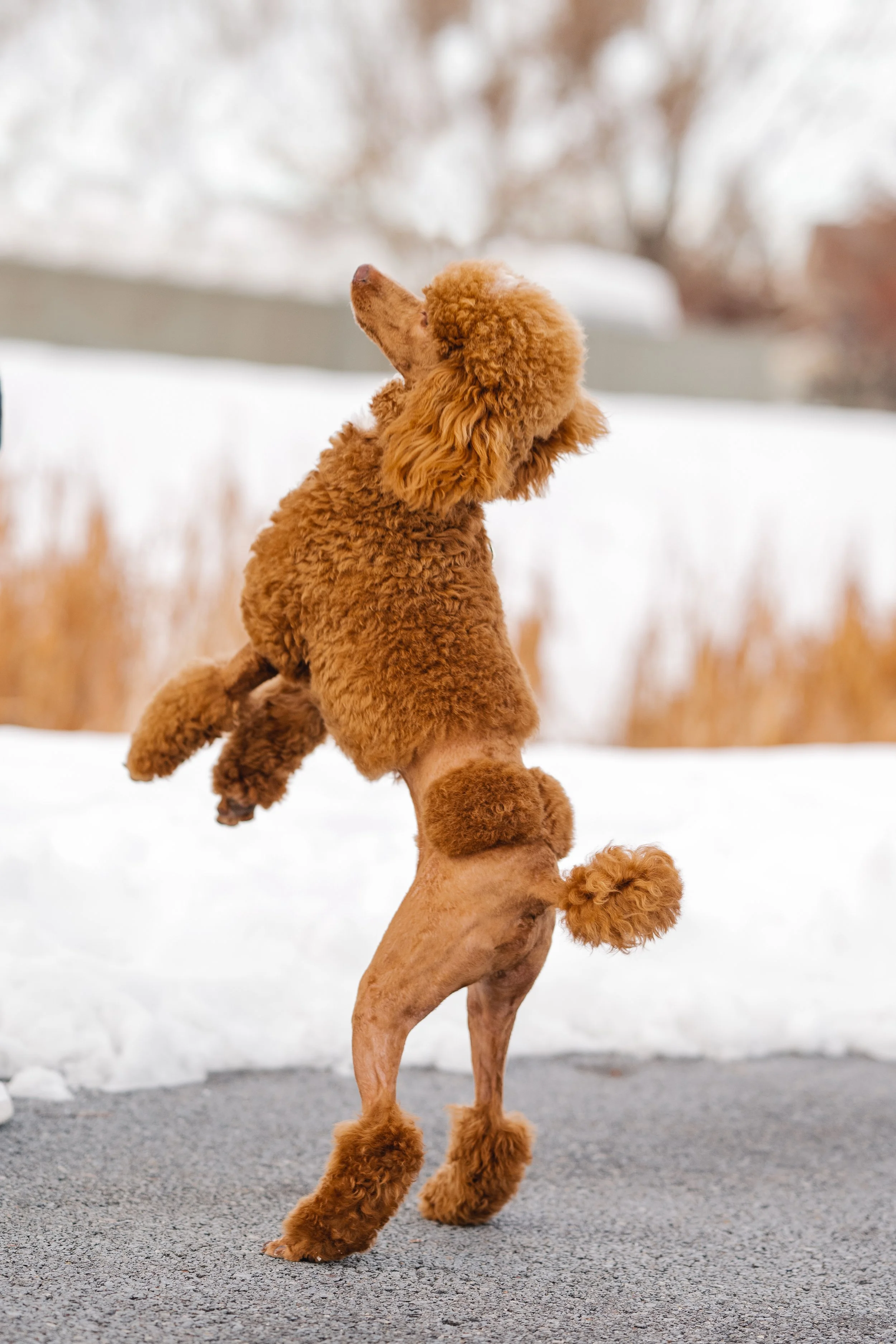 Nashville AKC Toy Poodle Stud Services Utah Doodles Poodle Studs